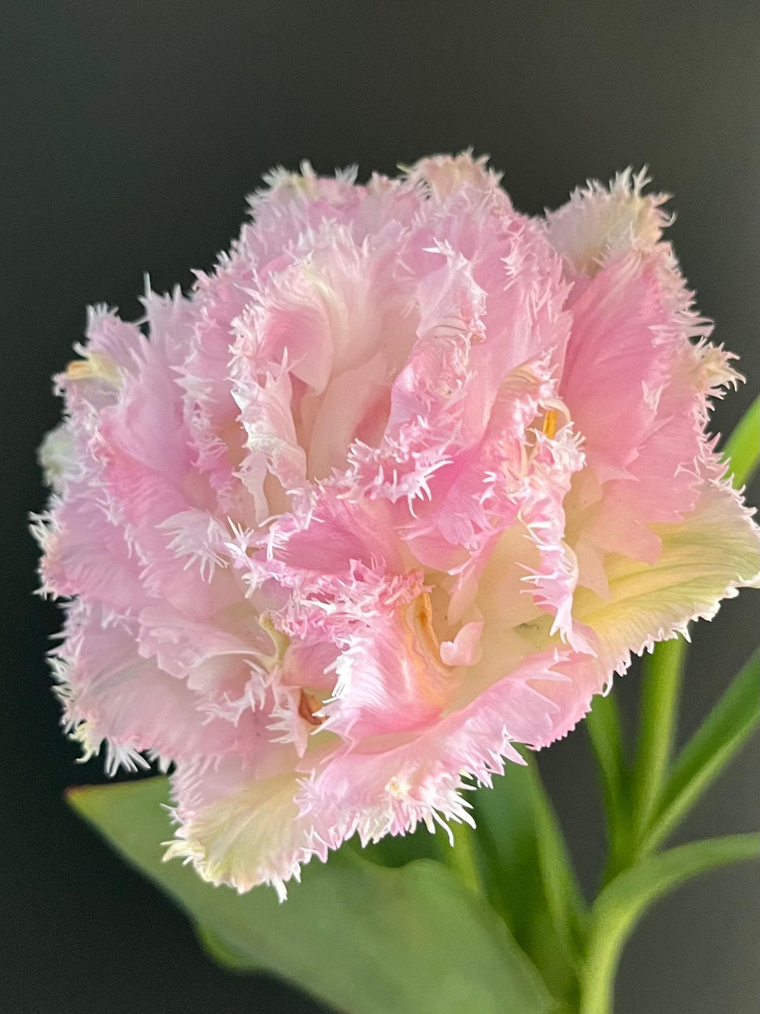 TULIPA Perth