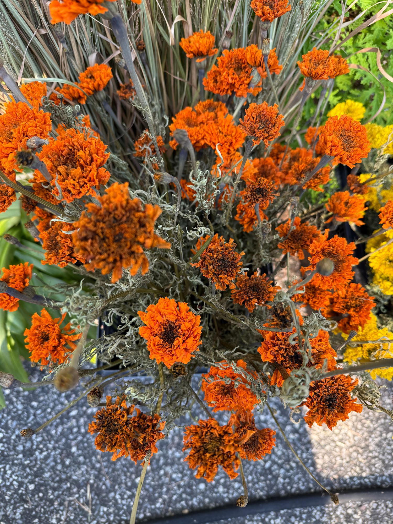 TAGETES erecta