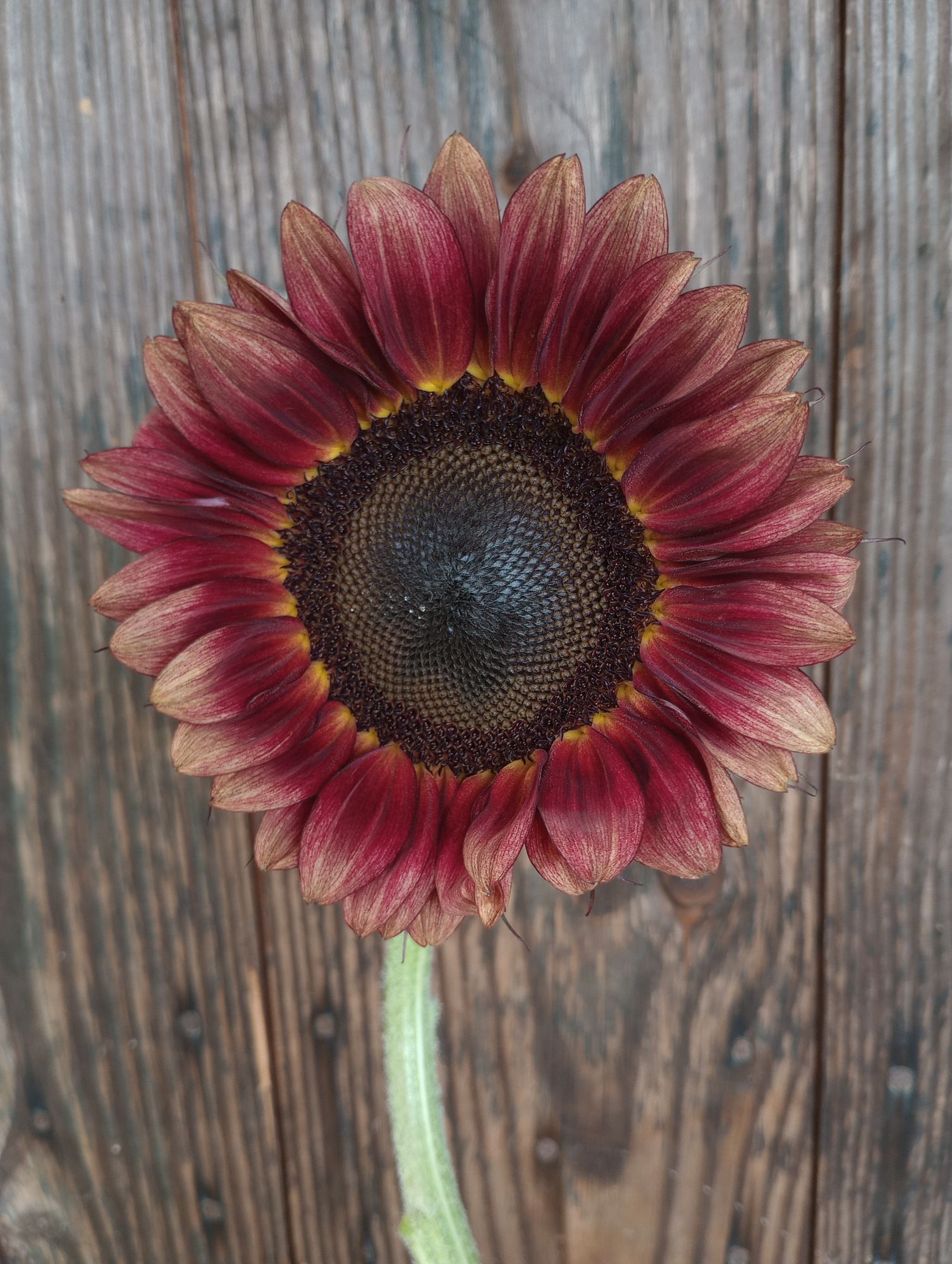 HELIANTHUS annuus ProCut Red