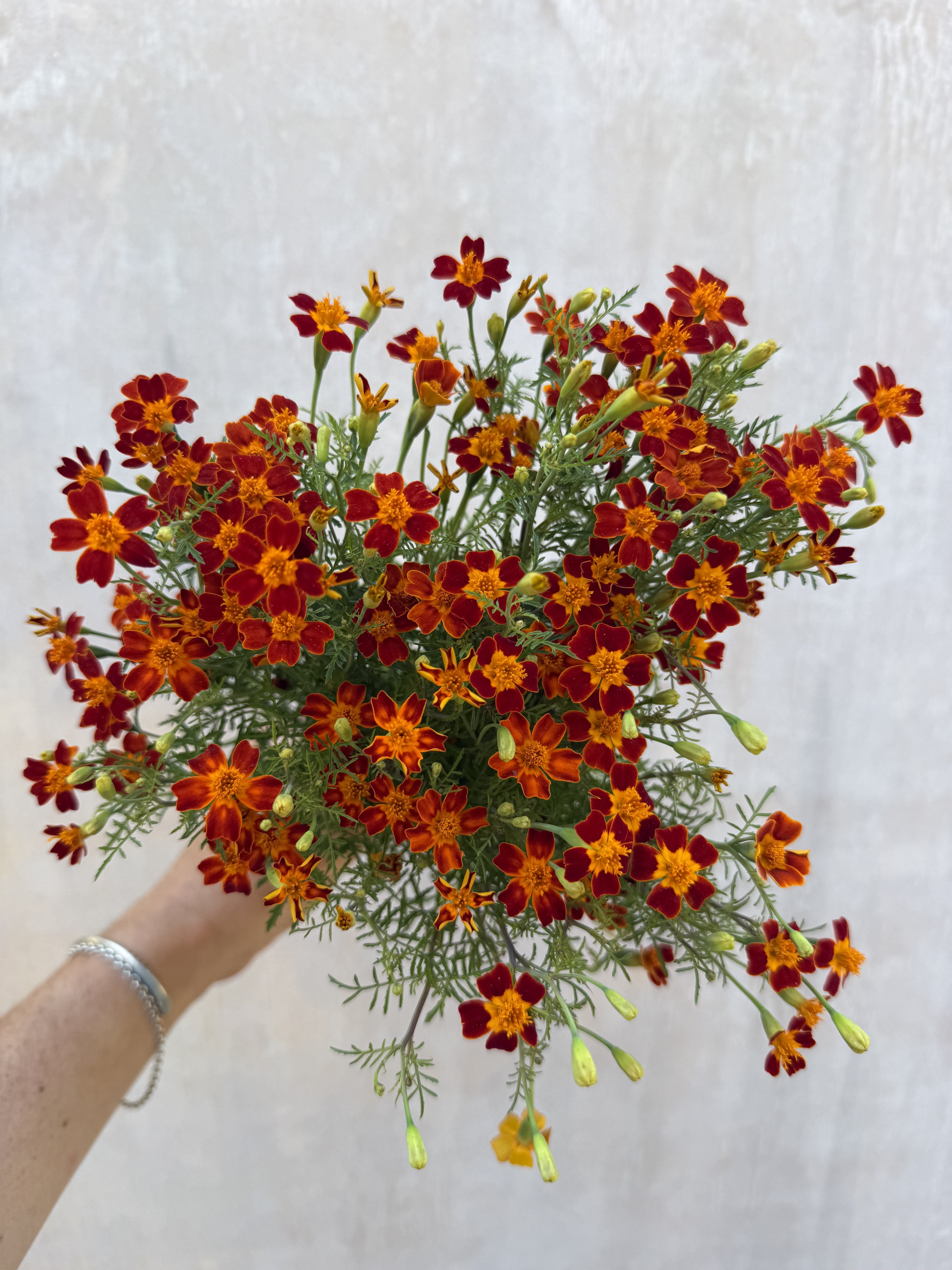 TAGETES tenuifolia Red Gem