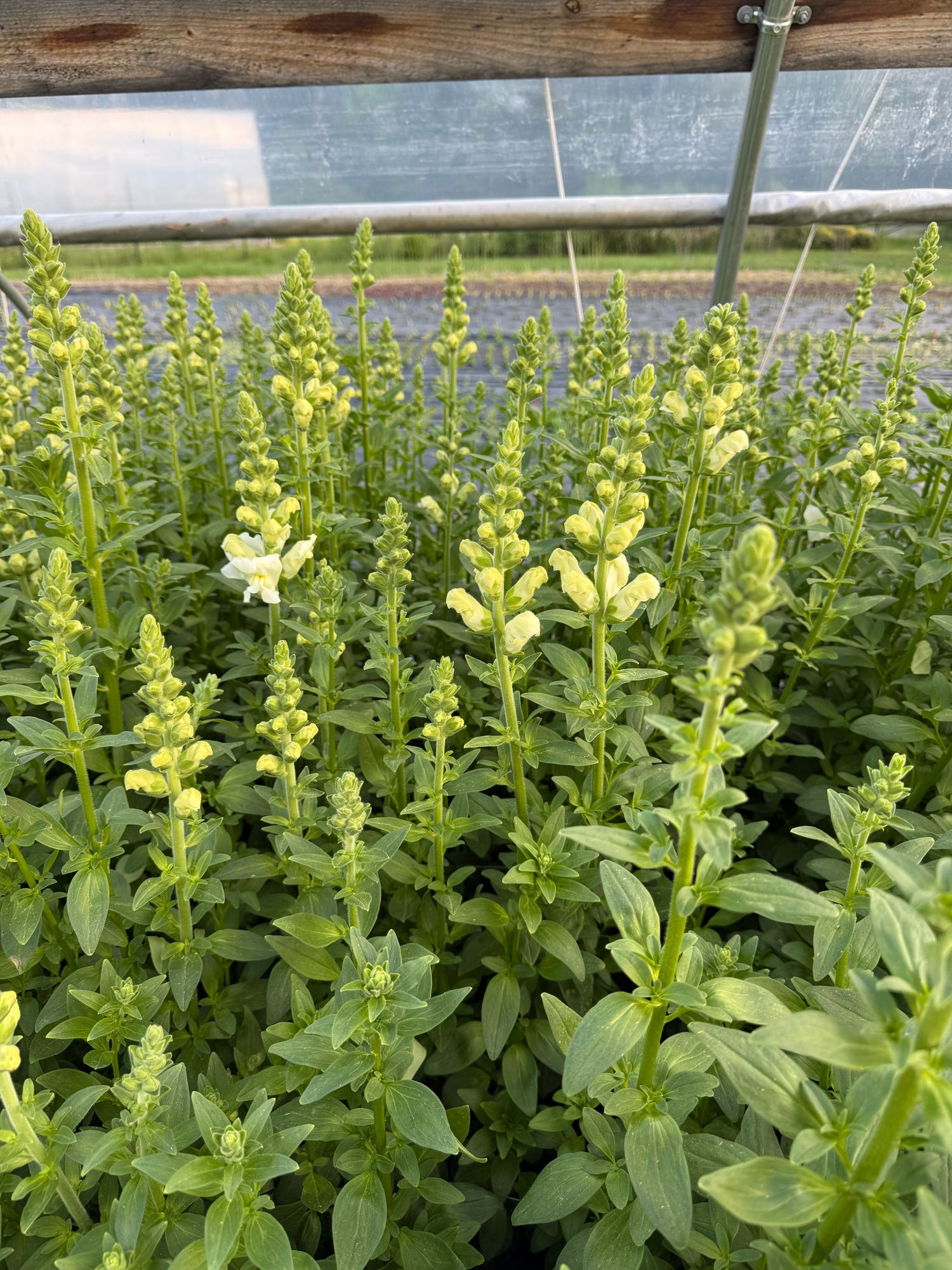 ANTIRRHINUM majus Potomac Ivory