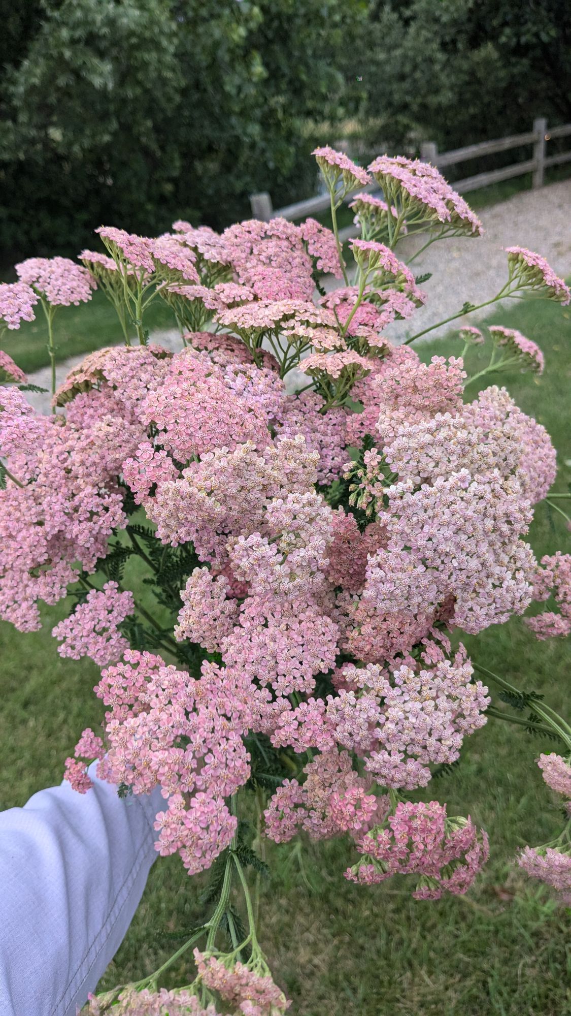 ACHILLEA millefolium