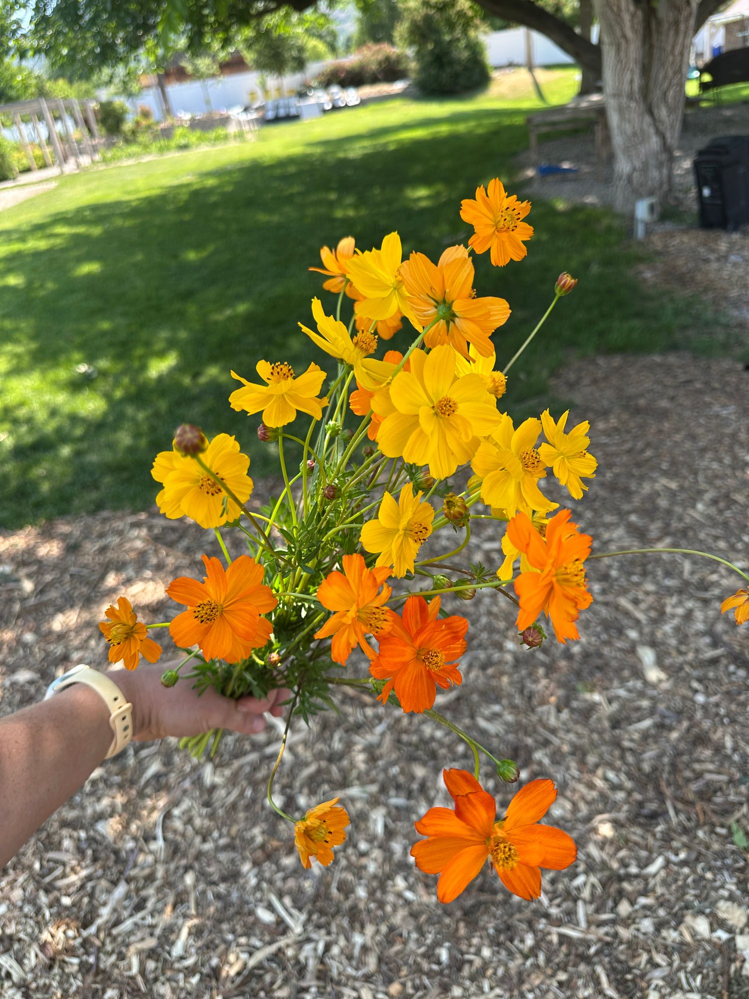 COSMOS sulphureus Bright Lights
