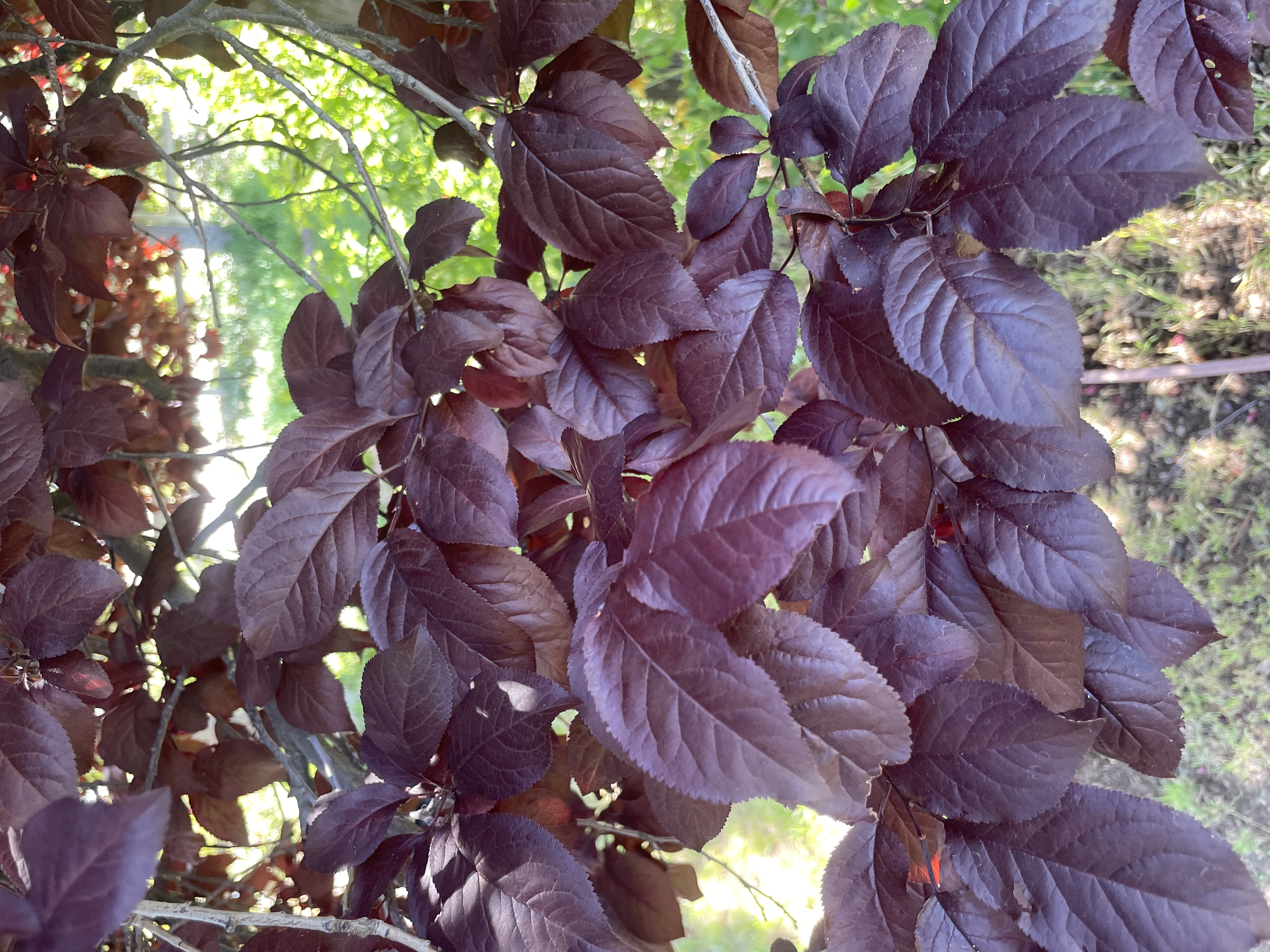 Cherry Tree Branch-Large Single