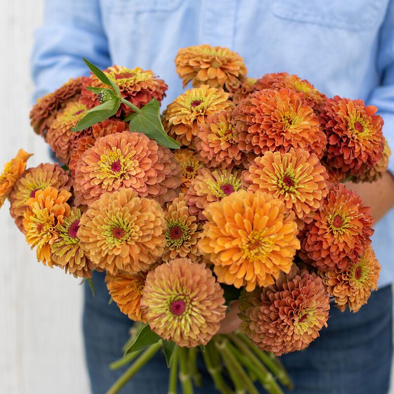 ZINNIA elegans Queeny Lime Orange