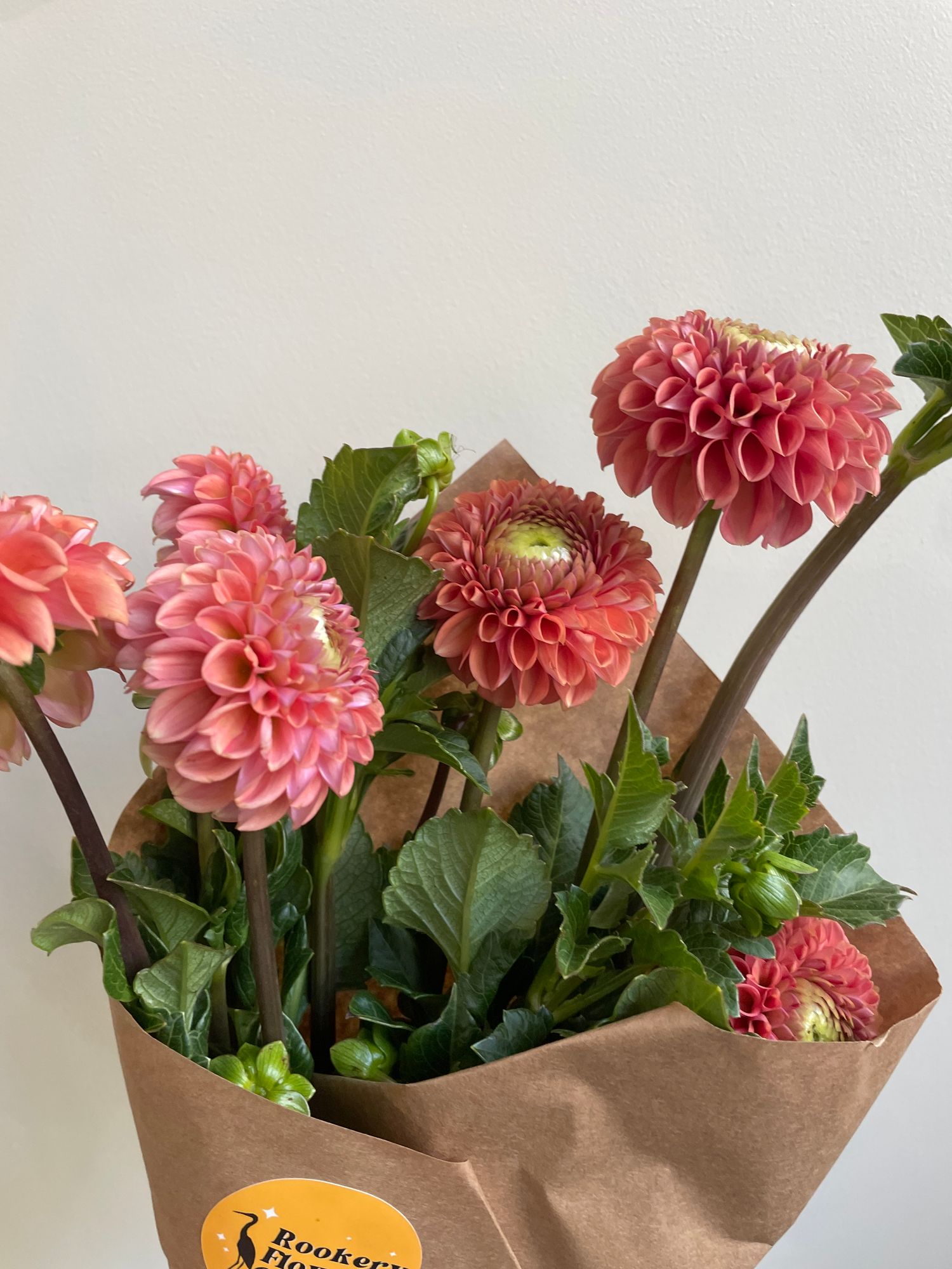 DAHLIA Cornel Bronze