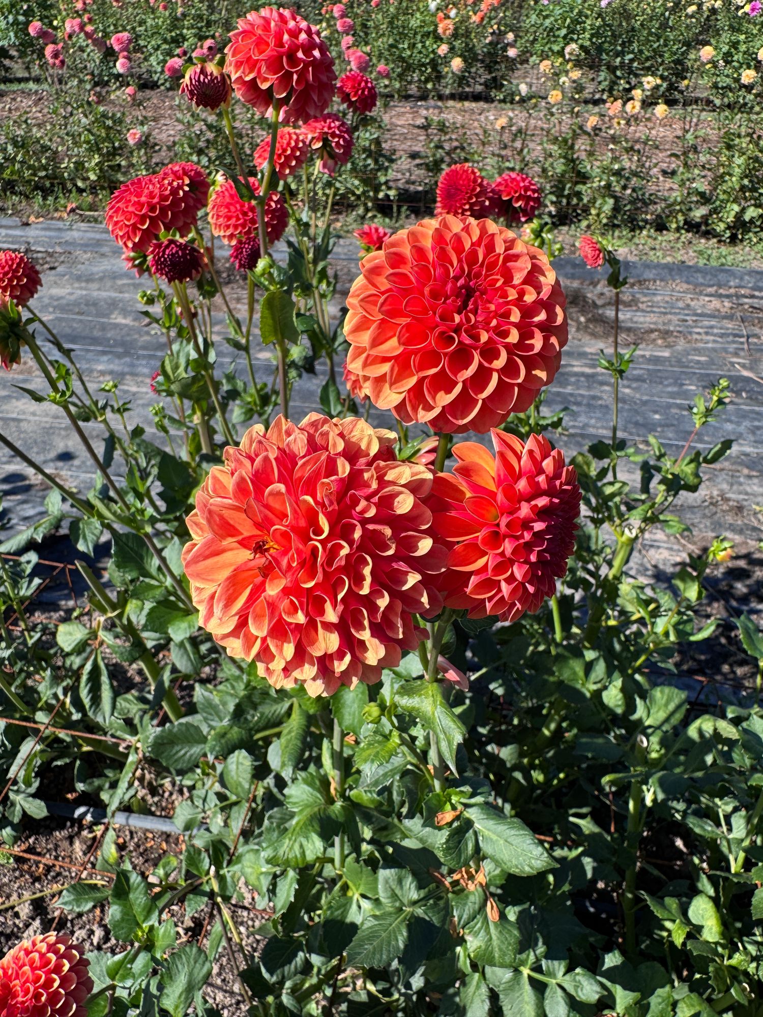 DAHLIA Valley Rust Bucket