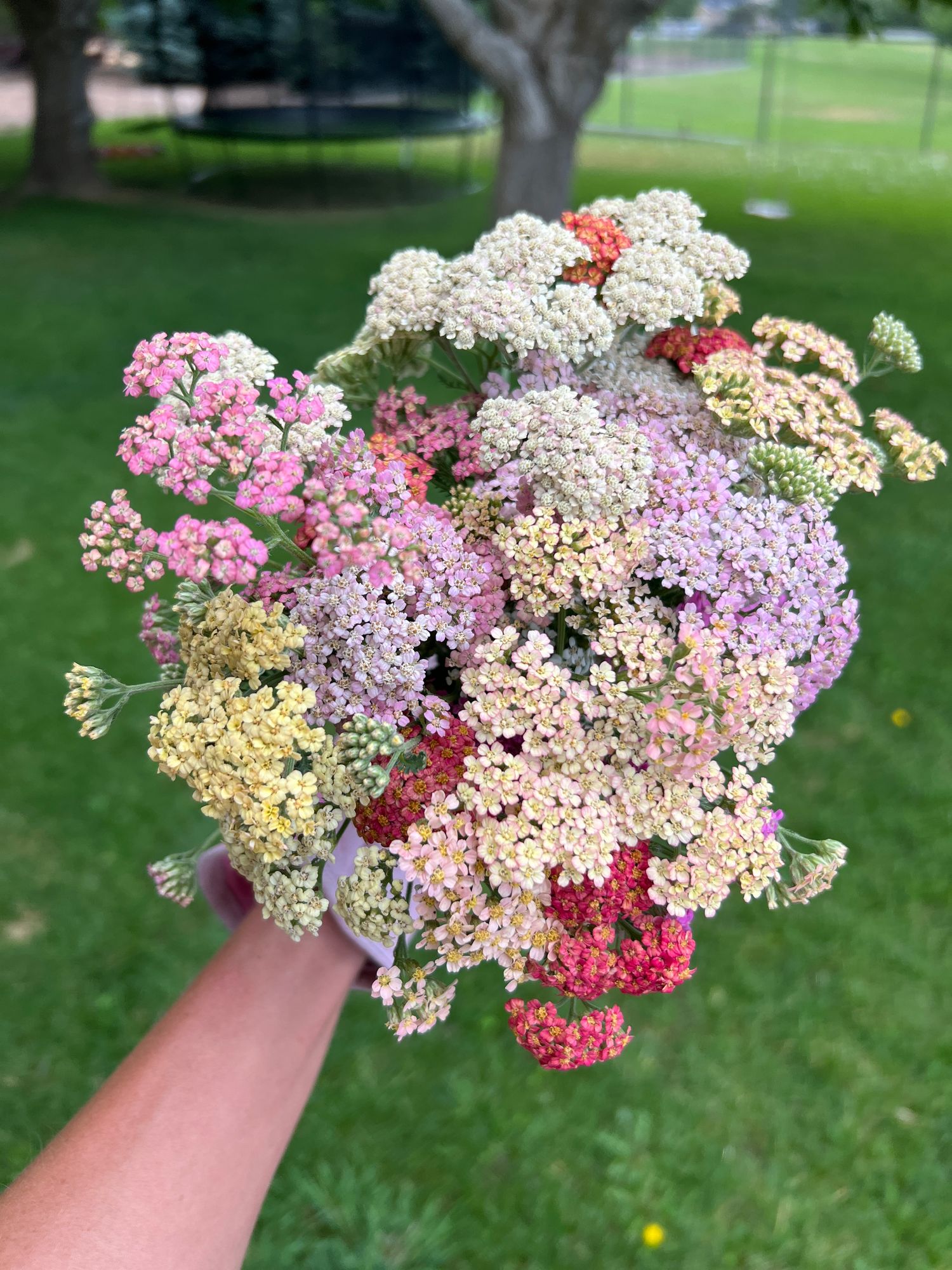 ACHILLEA millefolium Summer Berries