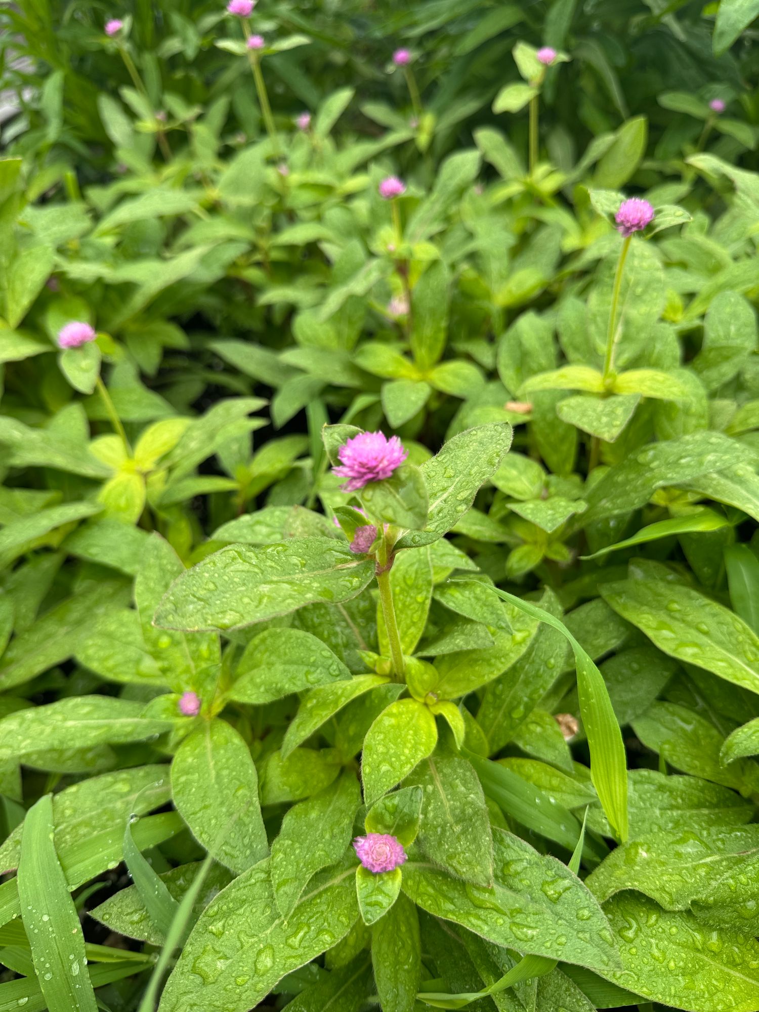 GOMPHRENA globosa Audray