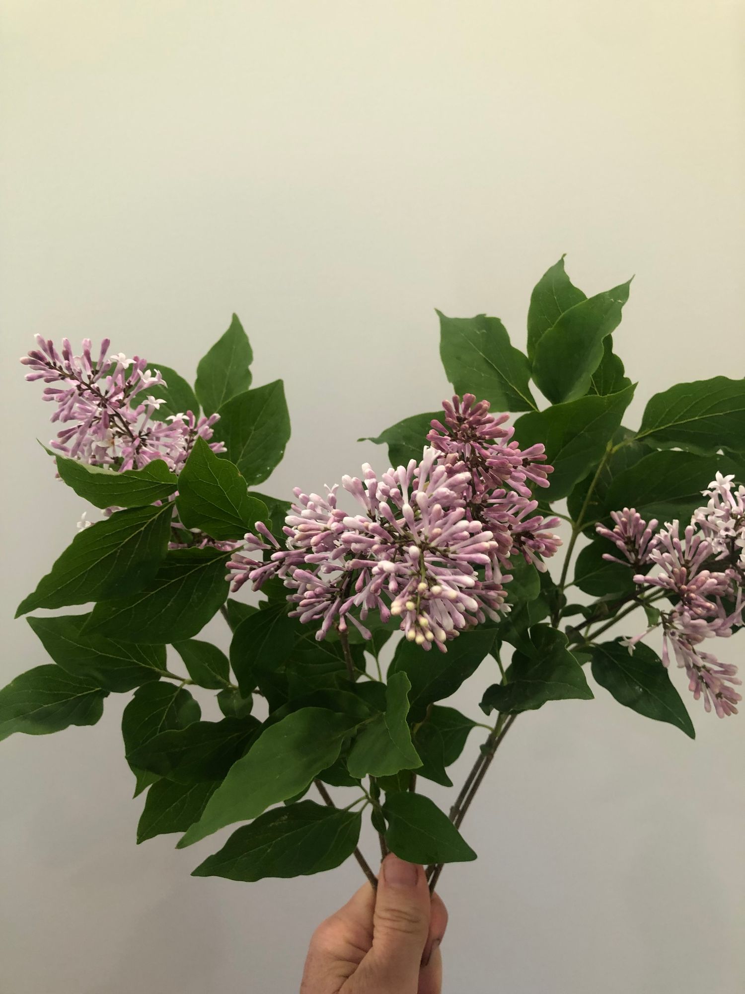 SYRINGA pubescens subsp. patula Miss Kim
