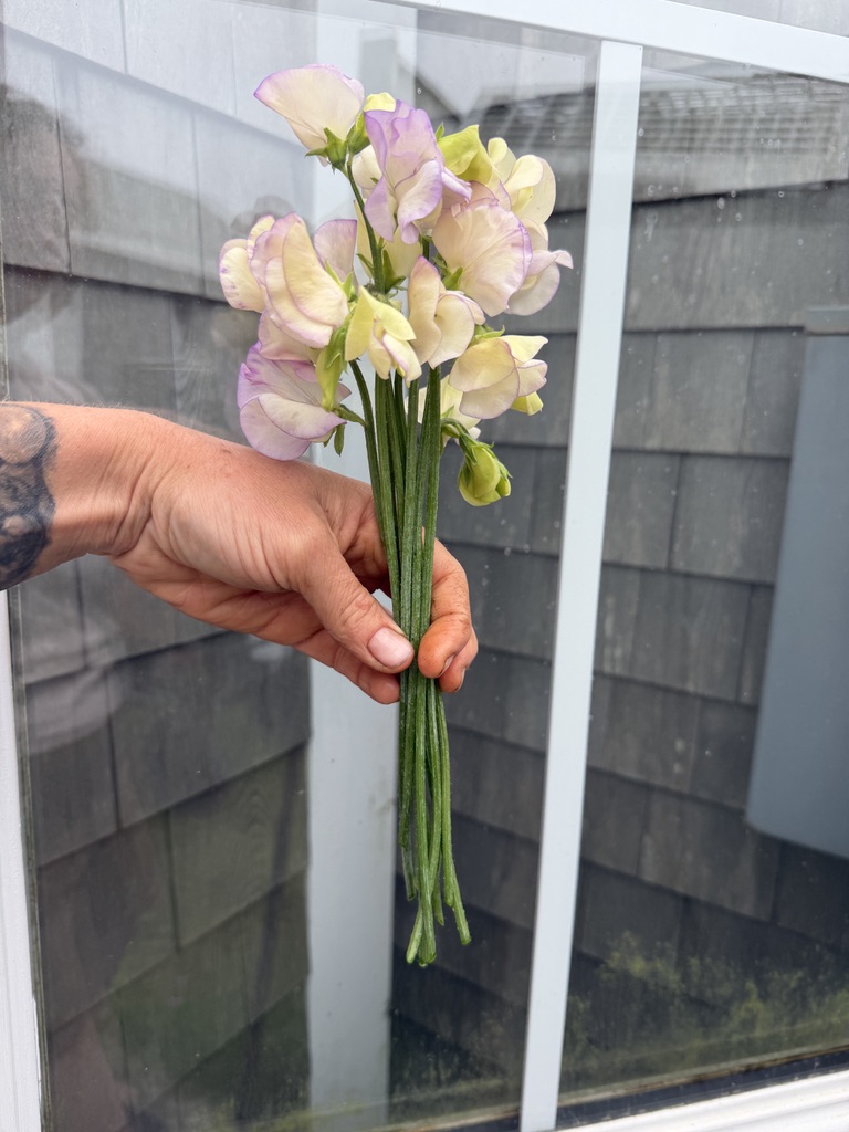 LATHYRUS odoratus April In Paris