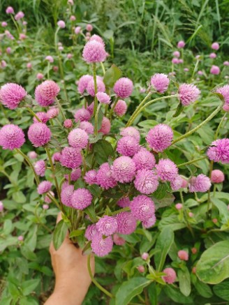 GOMPHRENA globosa Raspberry Cream