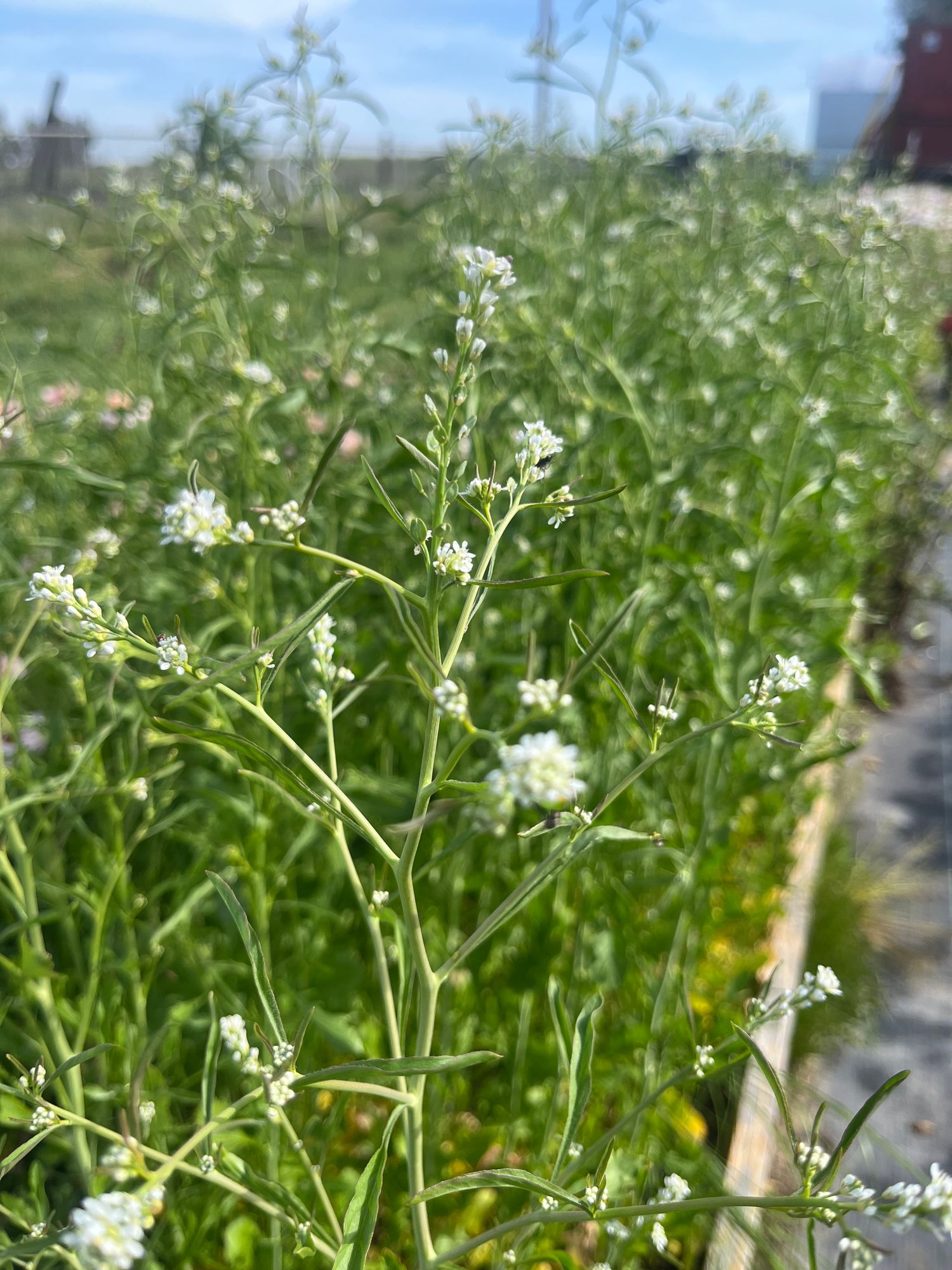 LEPIDIUM sativum Attraxa