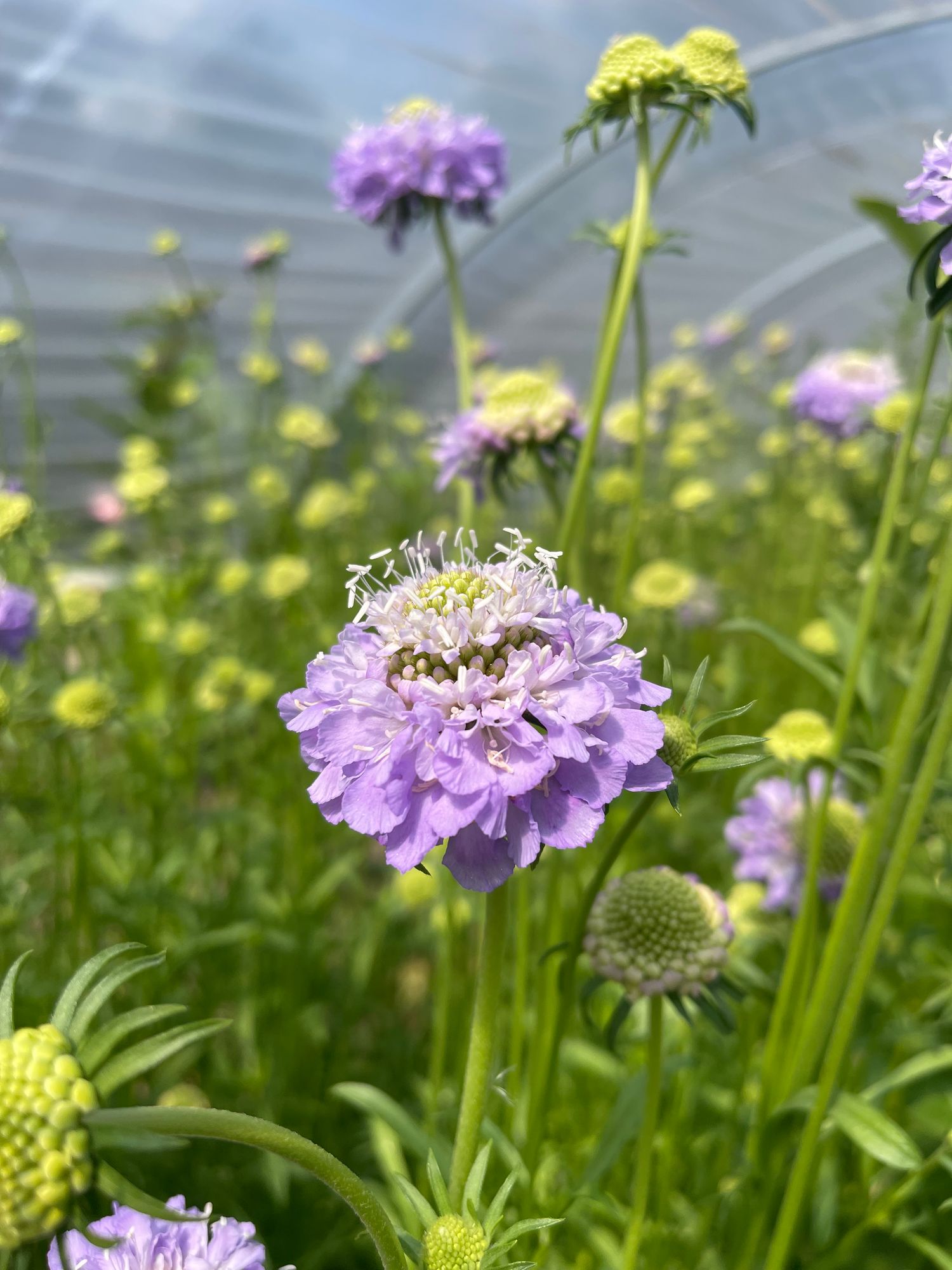 SCABIOSA atropurpurea x caucasica Focal Scoop Lavender