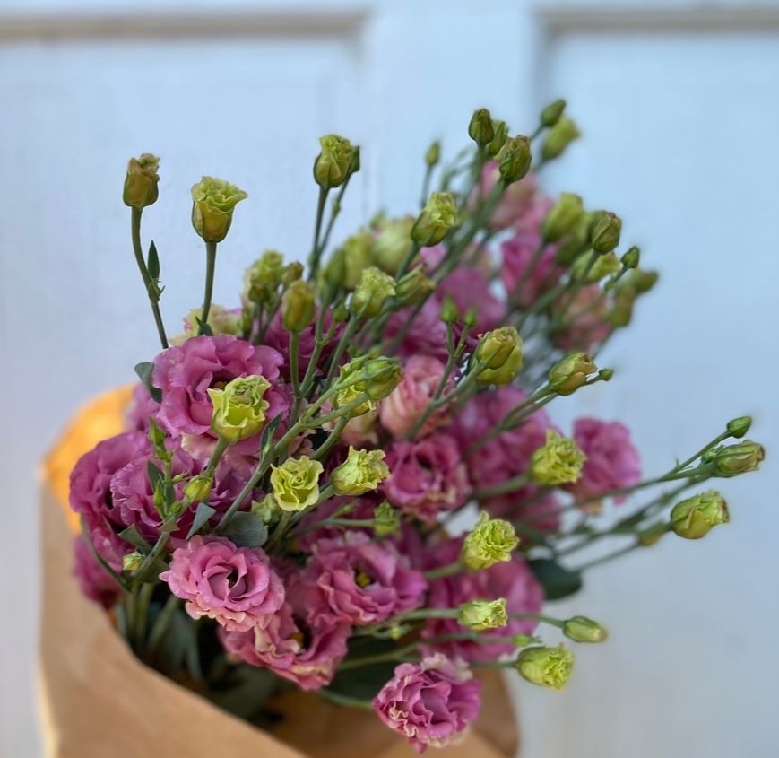 EUSTOMA grandiflorum Little Summer 2 Deep Pink