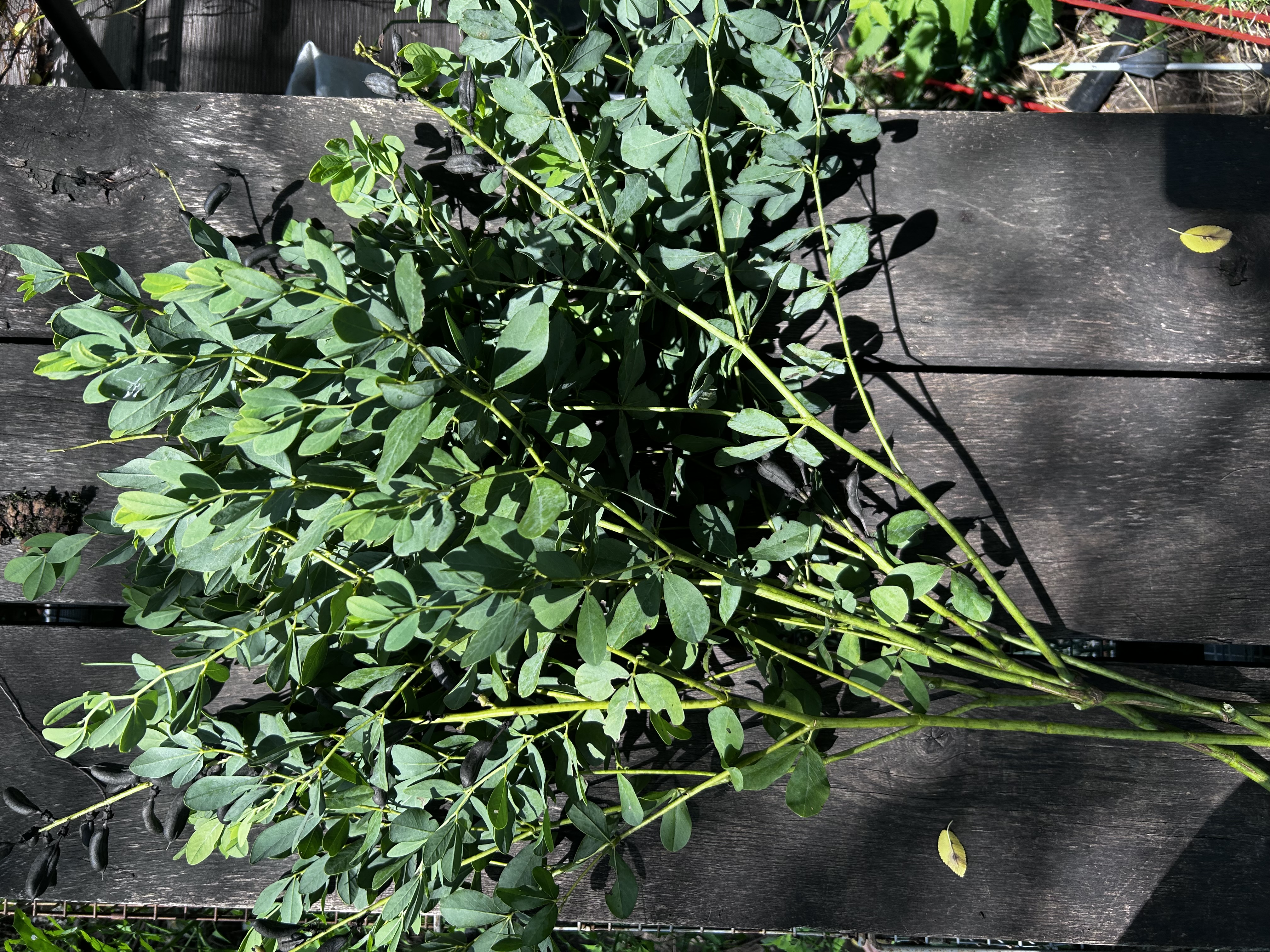 BAPTISIA x Grape Escape
