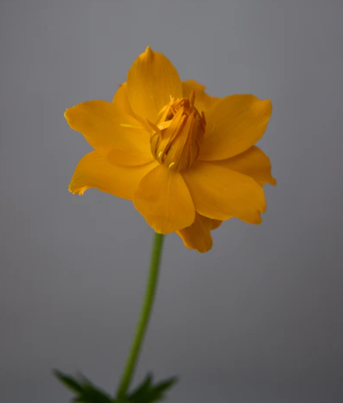 TROLLIUS x cultorum New Moon