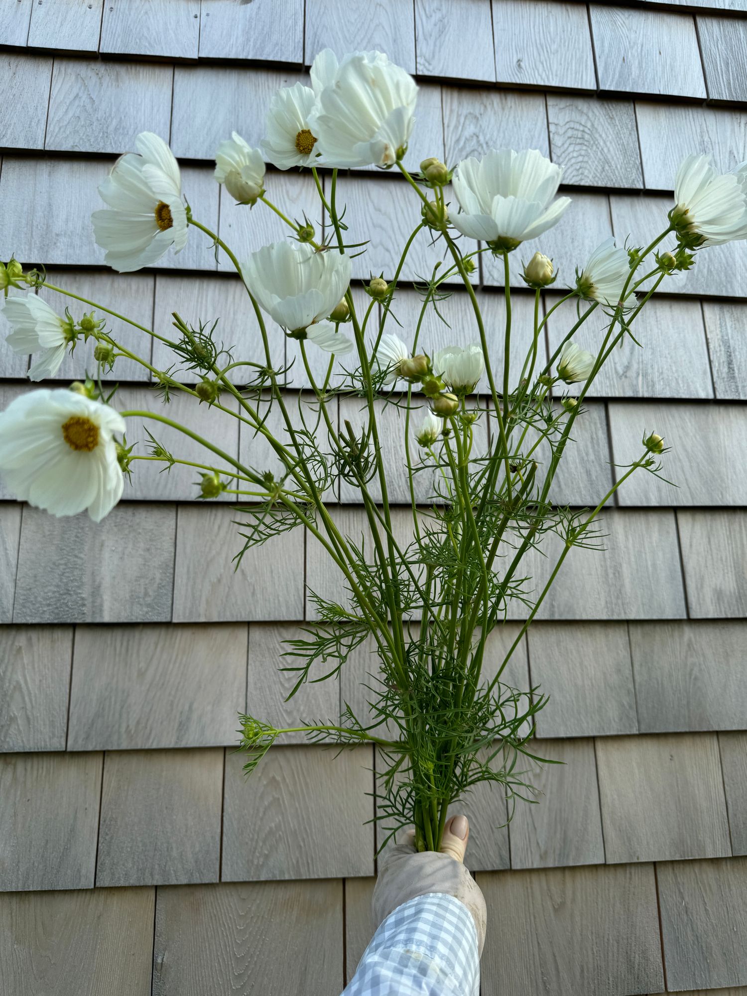 COSMOS bipinnatus