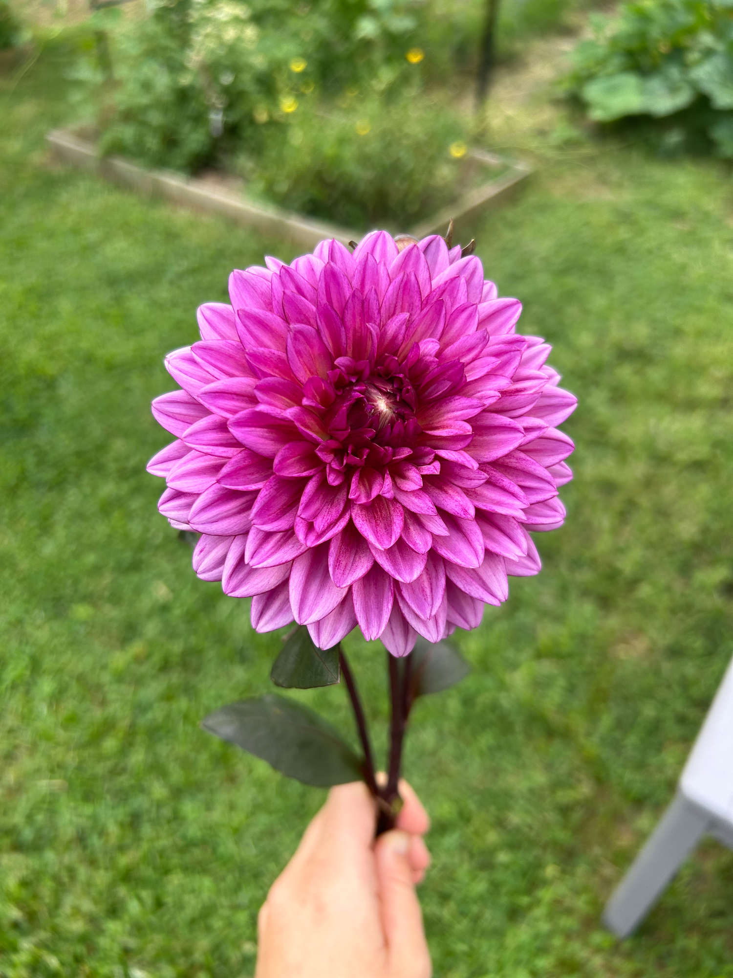 DAHLIA Decorative