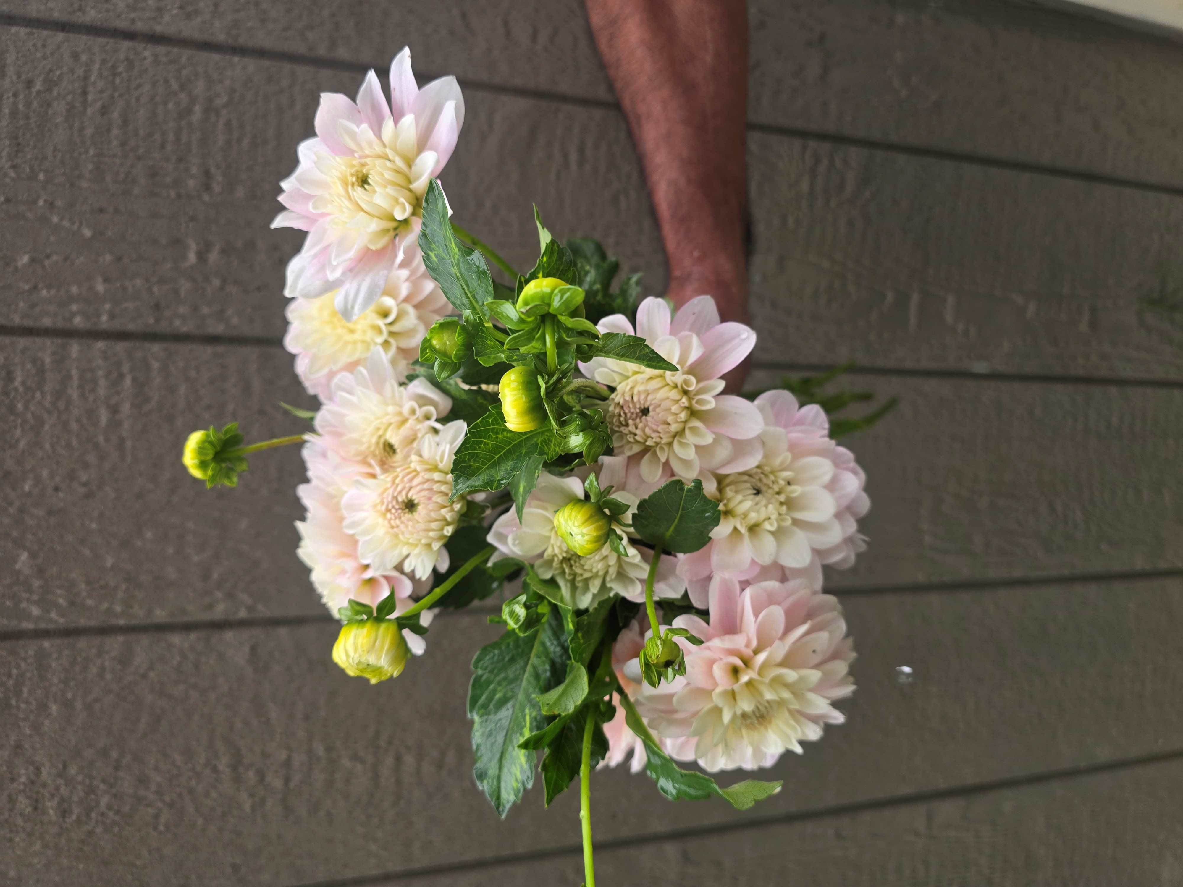DAHLIA Waterlily (gen. classif.)