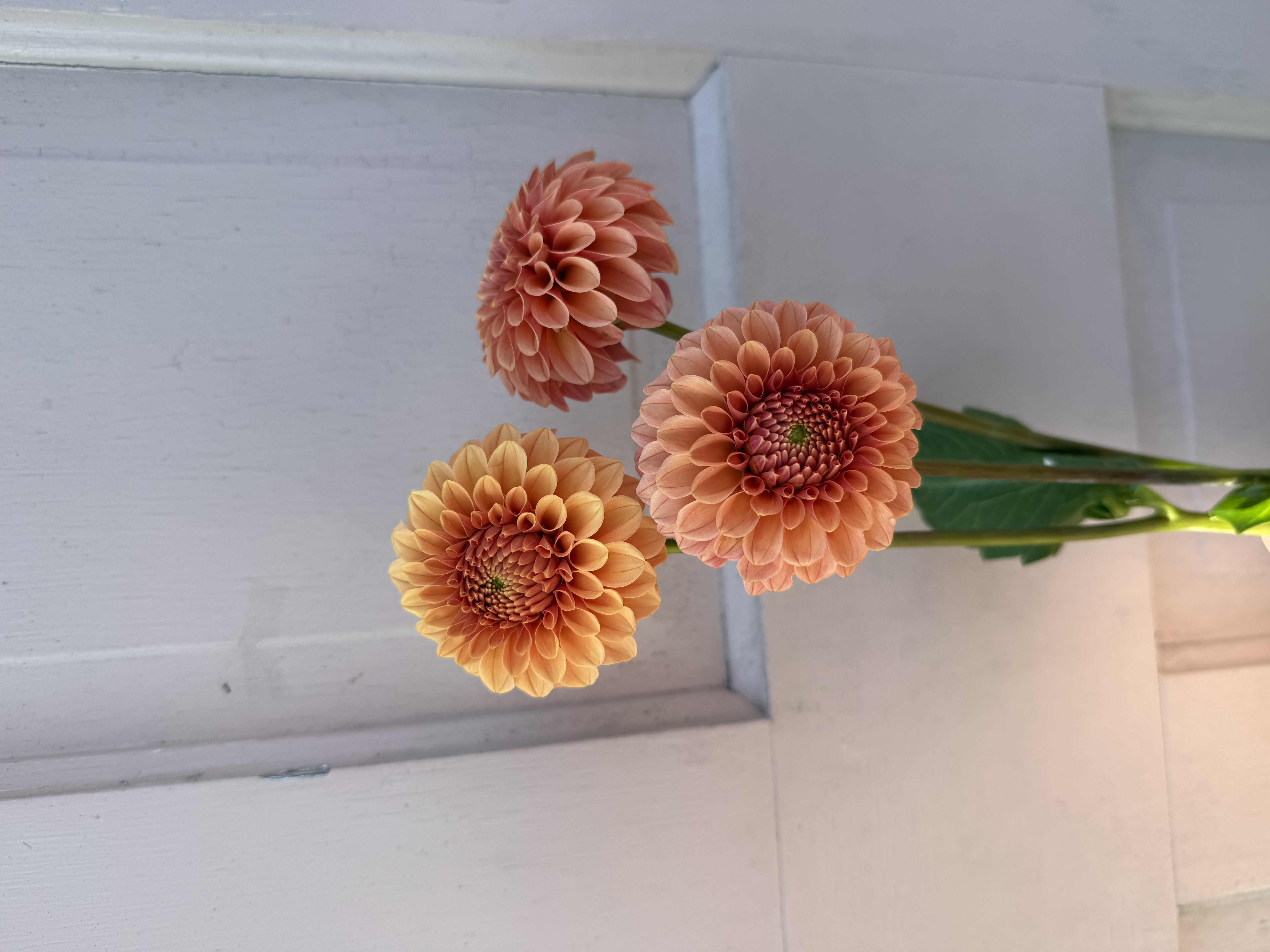 DAHLIA Rose Toscano