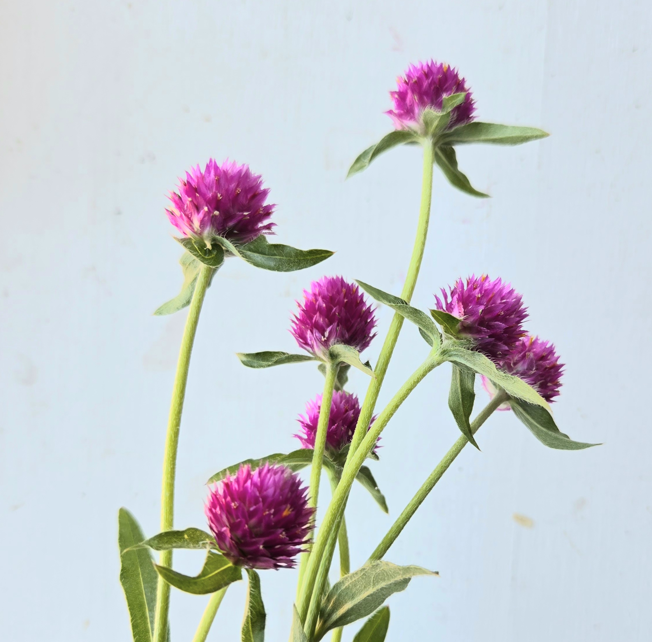 GOMPHRENA globosa