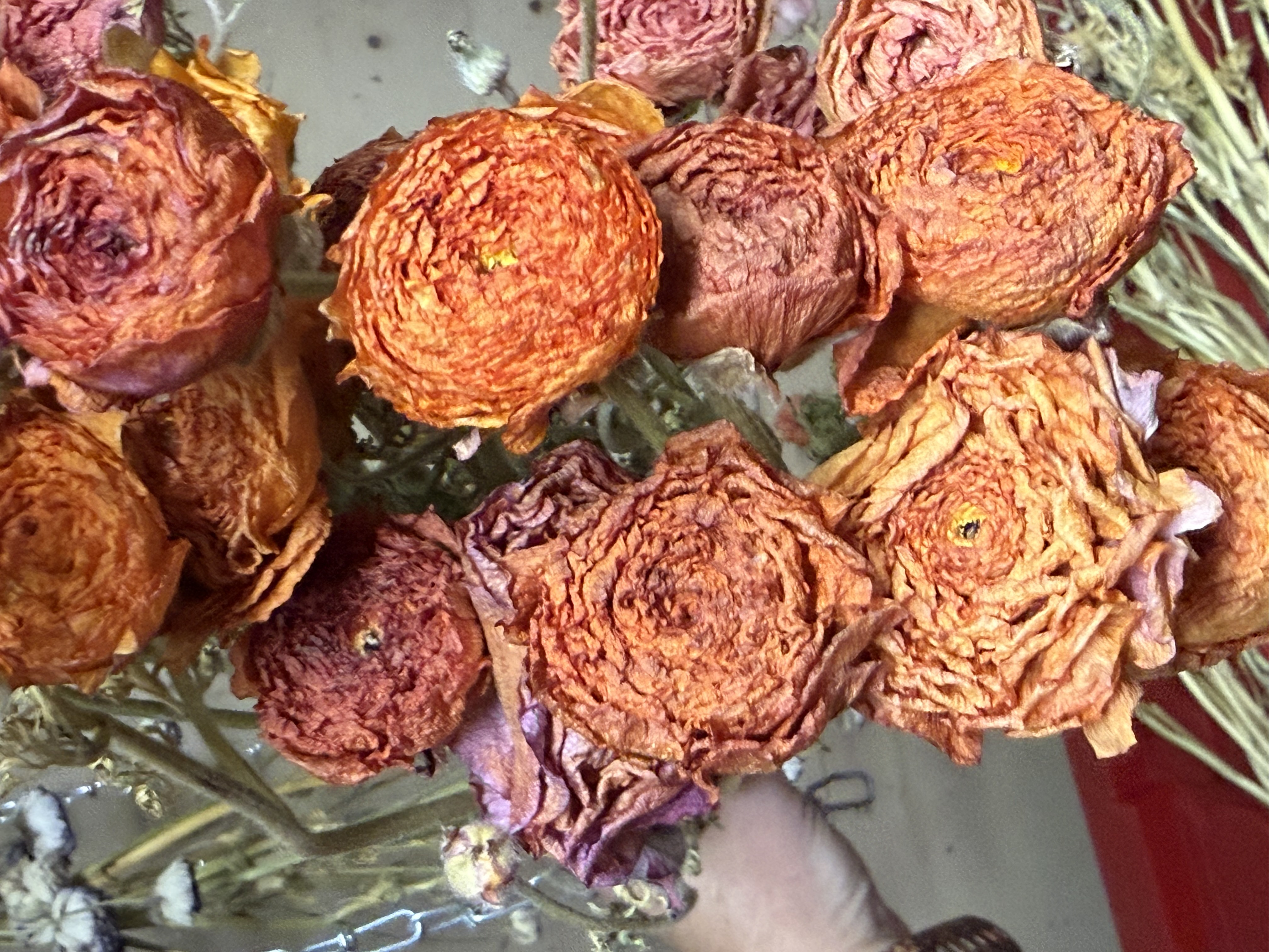 RANUNCULUS
