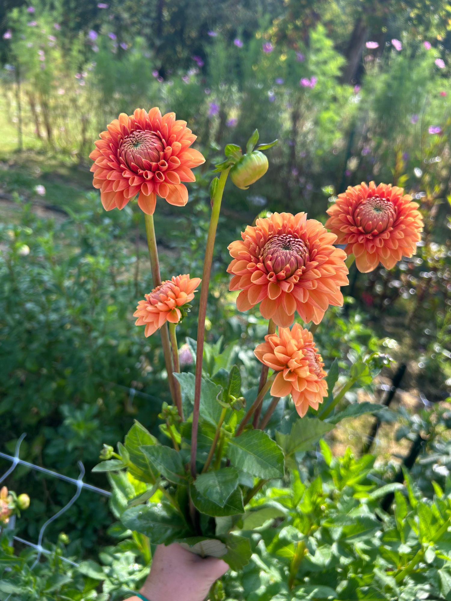 DAHLIA Ball