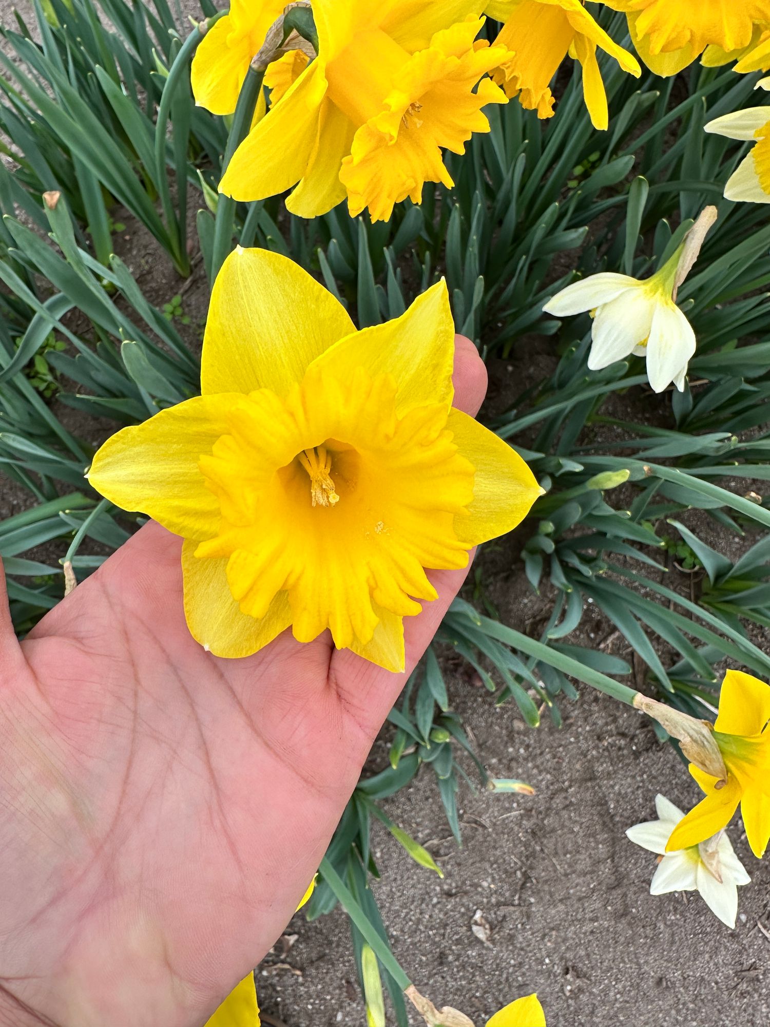 NARCISSUS Dutch Master