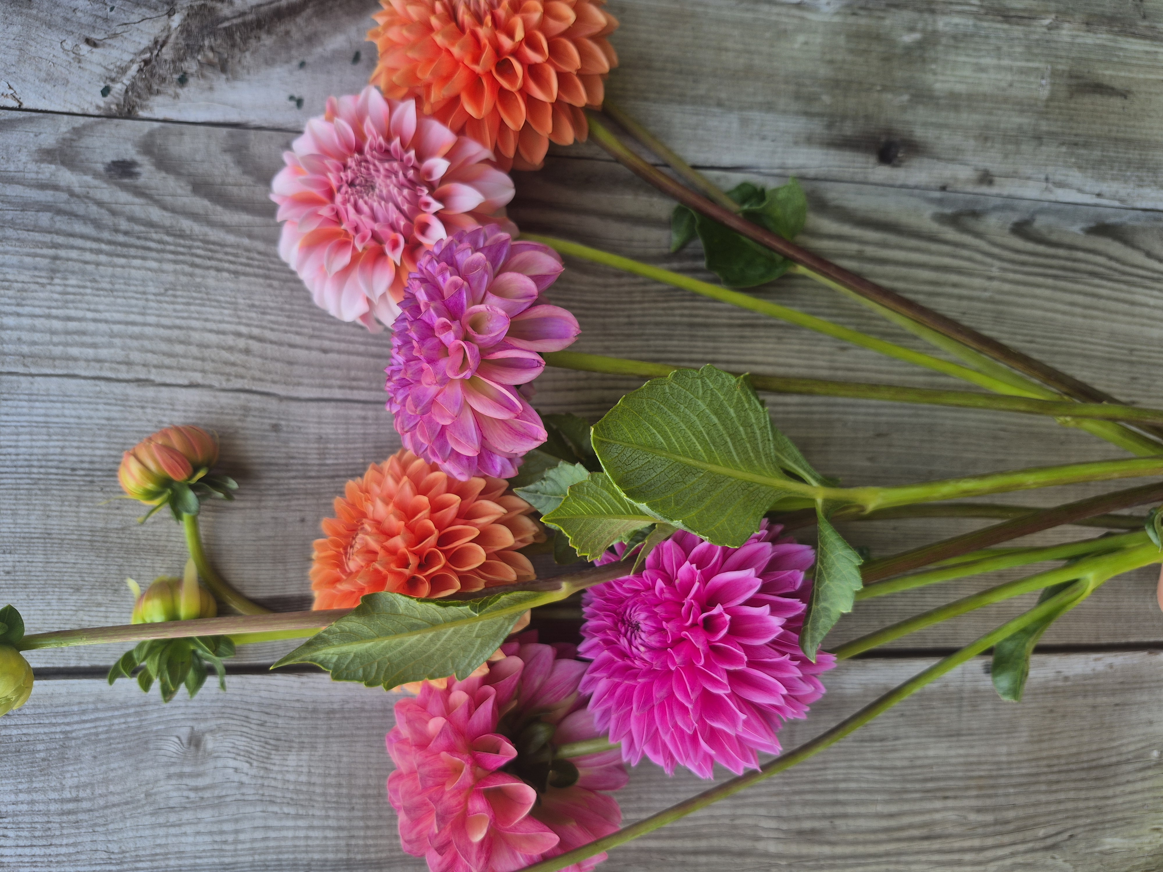 25 Mixed Dahlia Bucket