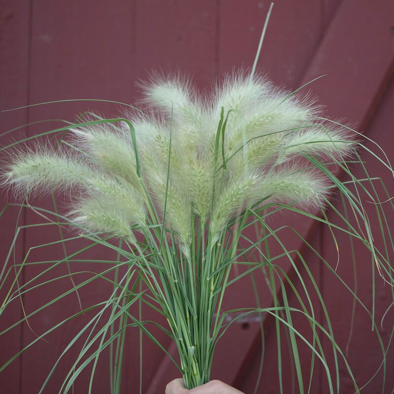 PENNISETUM villosum Feather Top