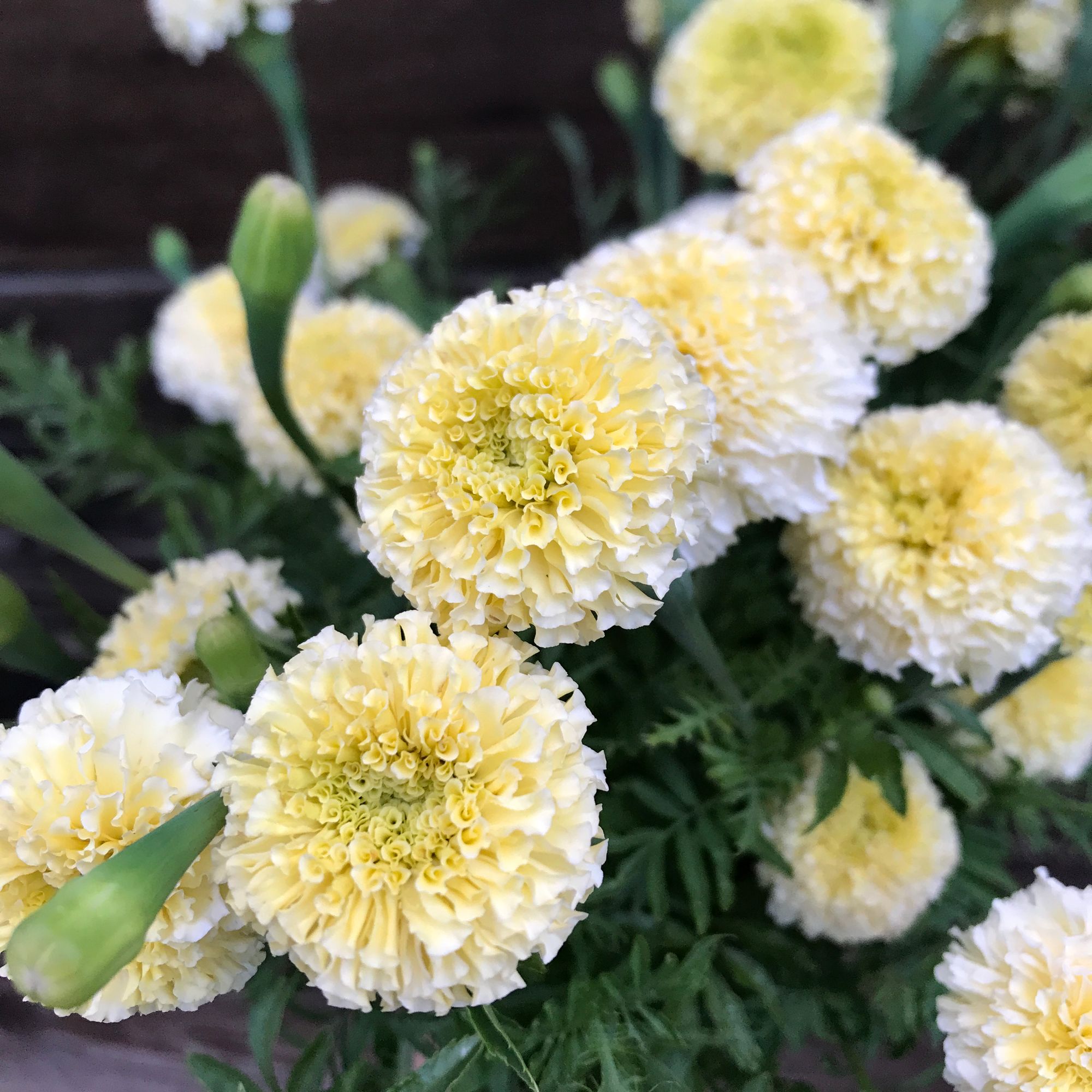 TAGETES erecta