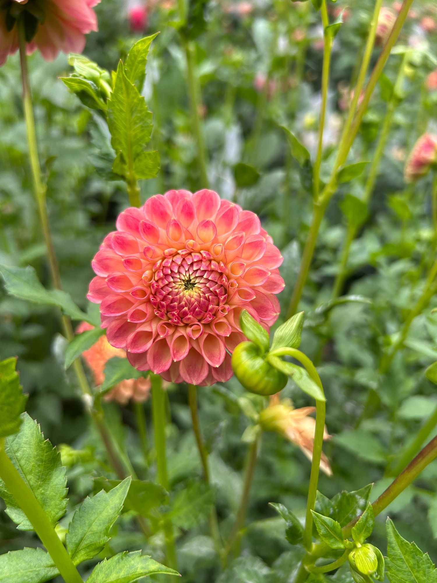 DAHLIA Sun Spot