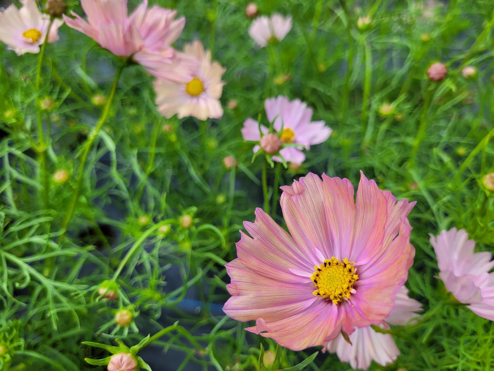 COSMOS bipinnatus Apricotta