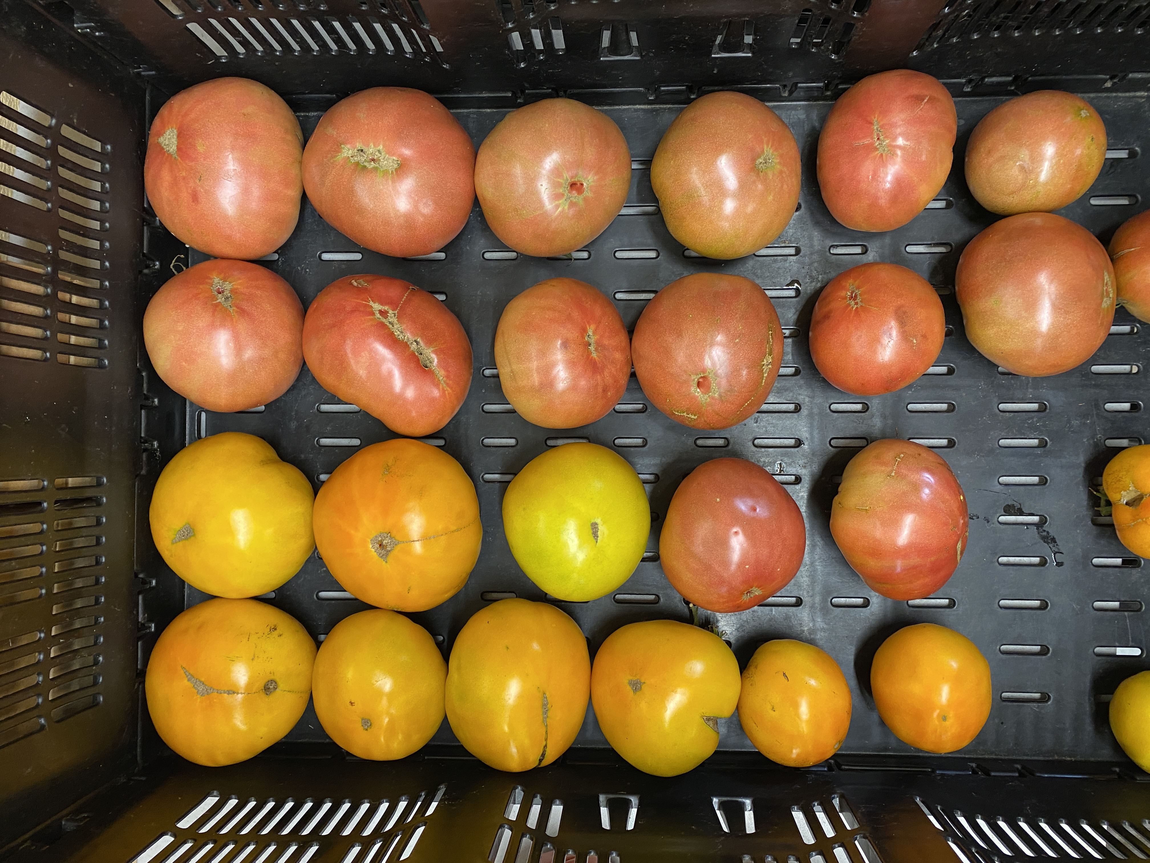 Heirloom Tomato