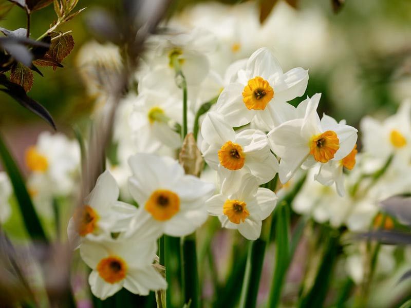 NARCISSUS Geranium