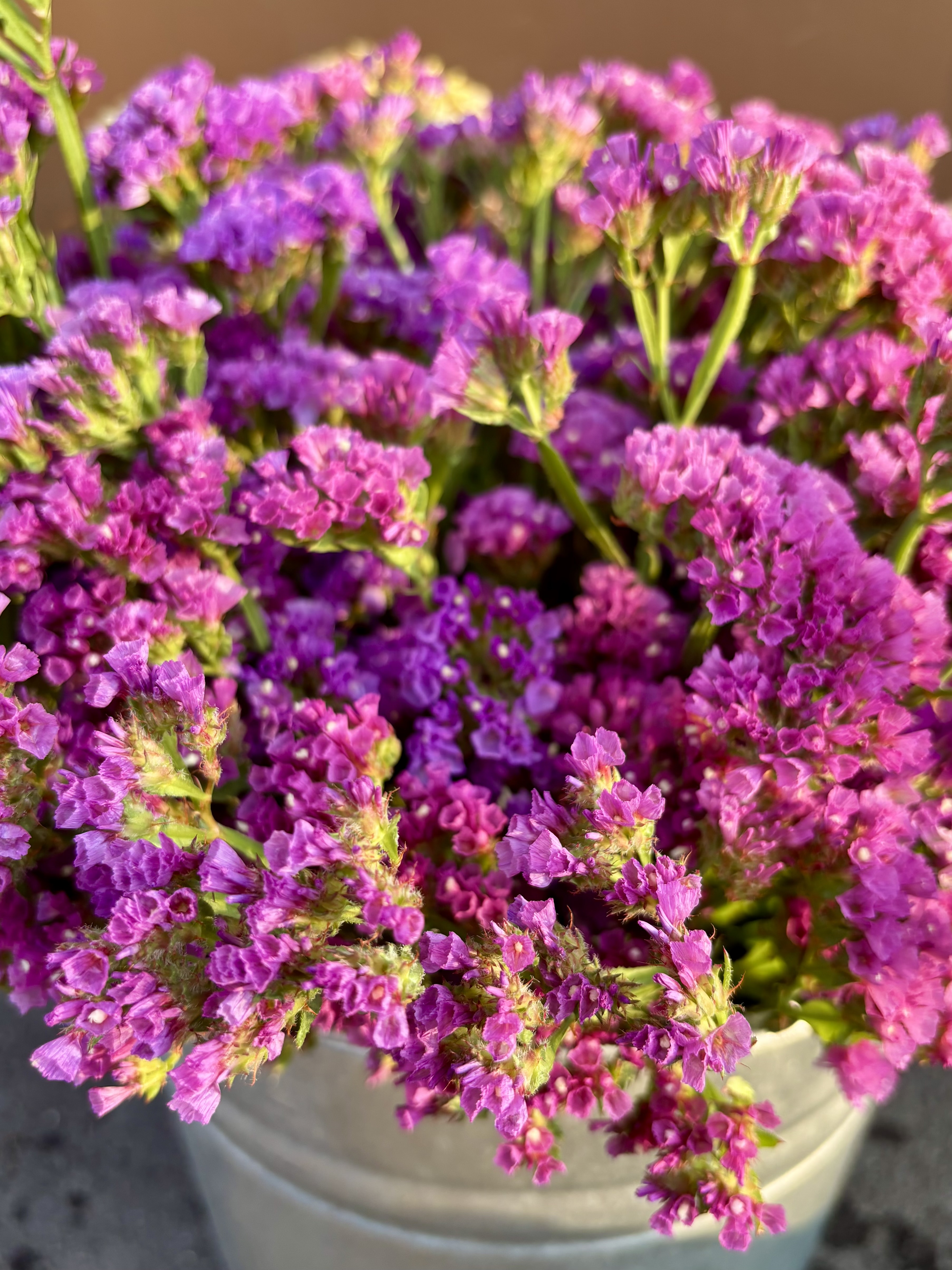 LIMONIUM latifolium Splendid Blue