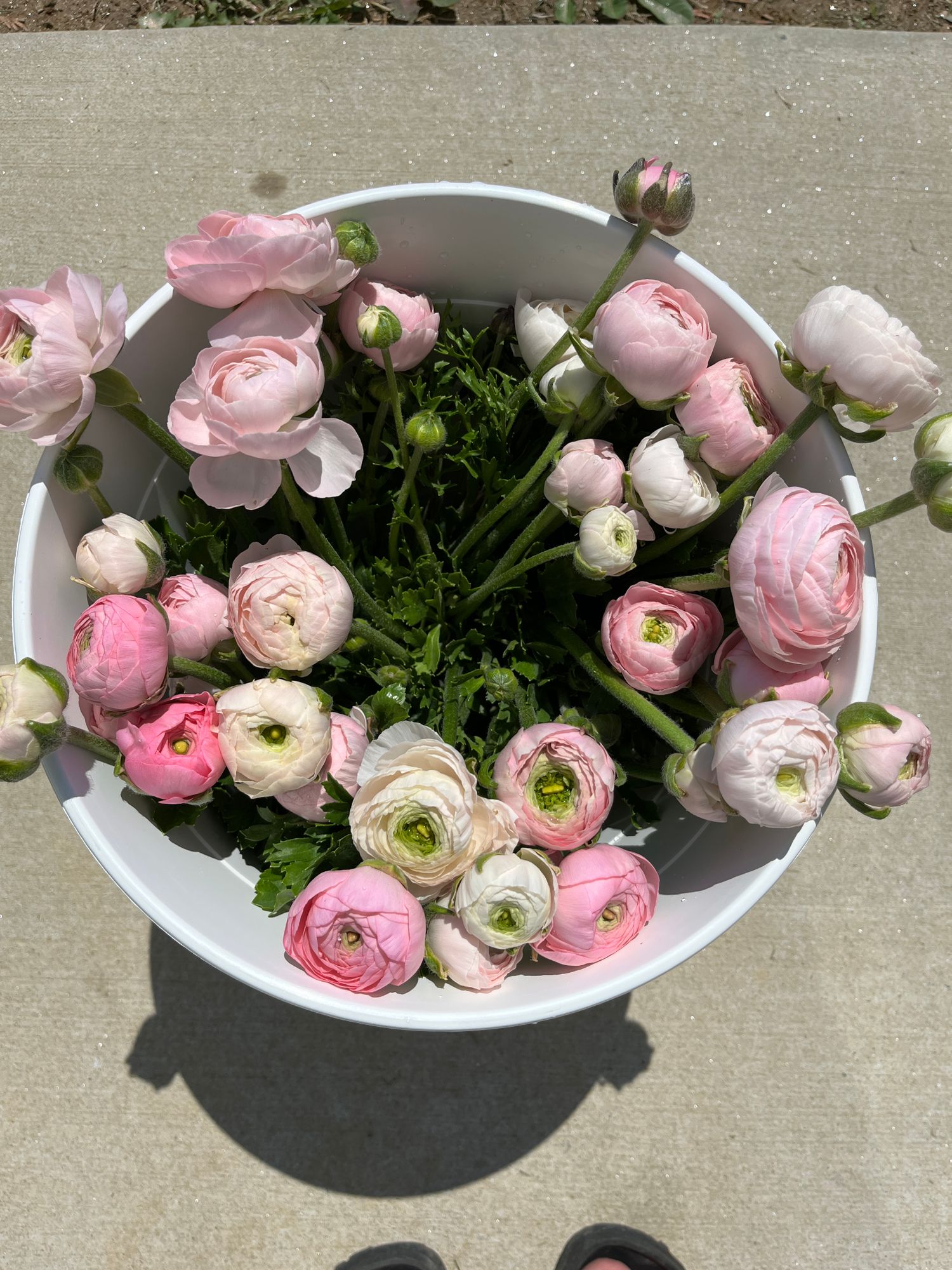 RANUNCULUS Amandine Chamallow