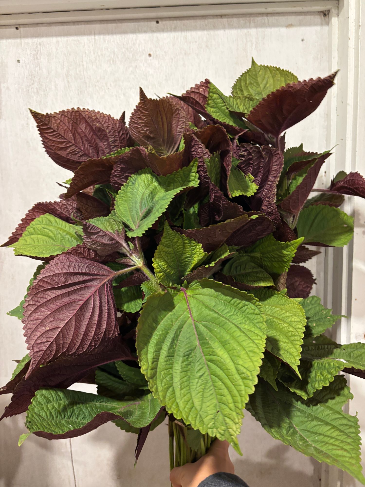 PERILLA frutescens Britton