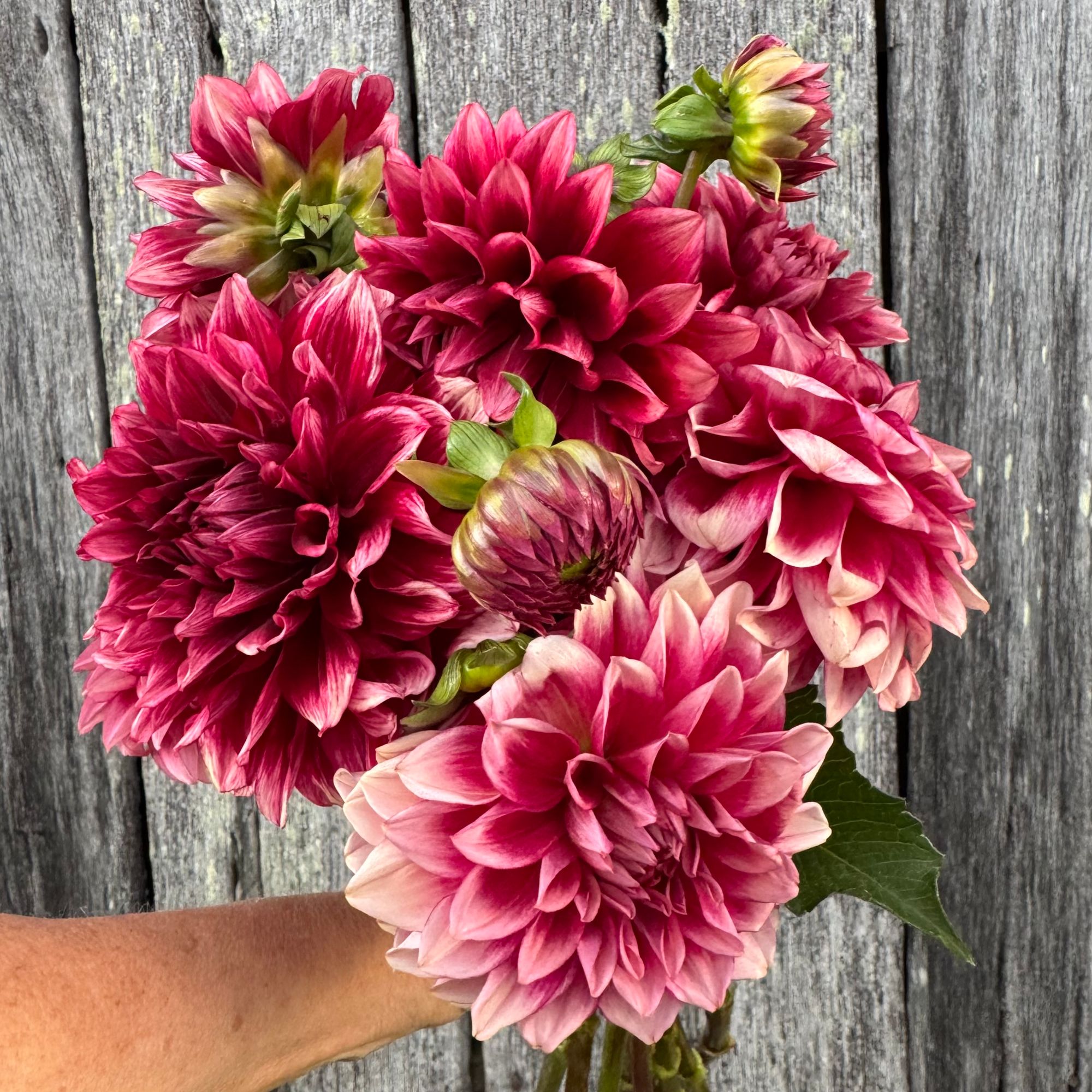 DAHLIA Bloomquist York