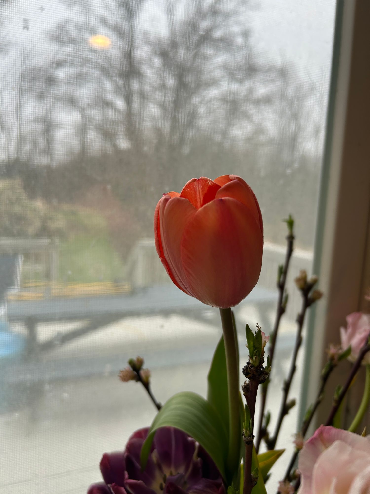TULIPA Apricot Impression