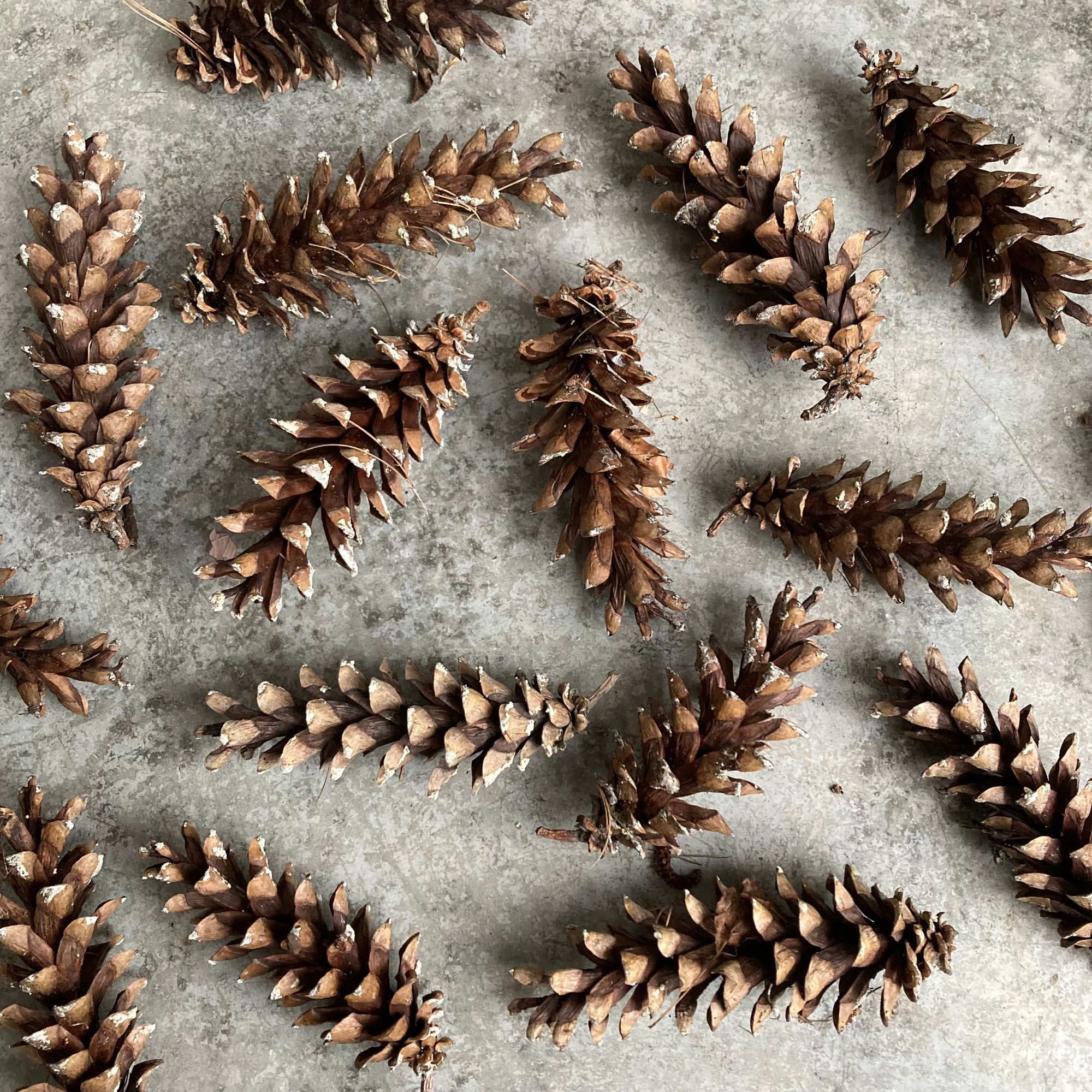 Pine Cones - Long