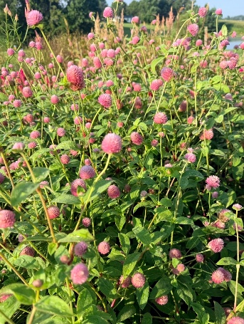 GOMPHRENA haageana QIS Pink