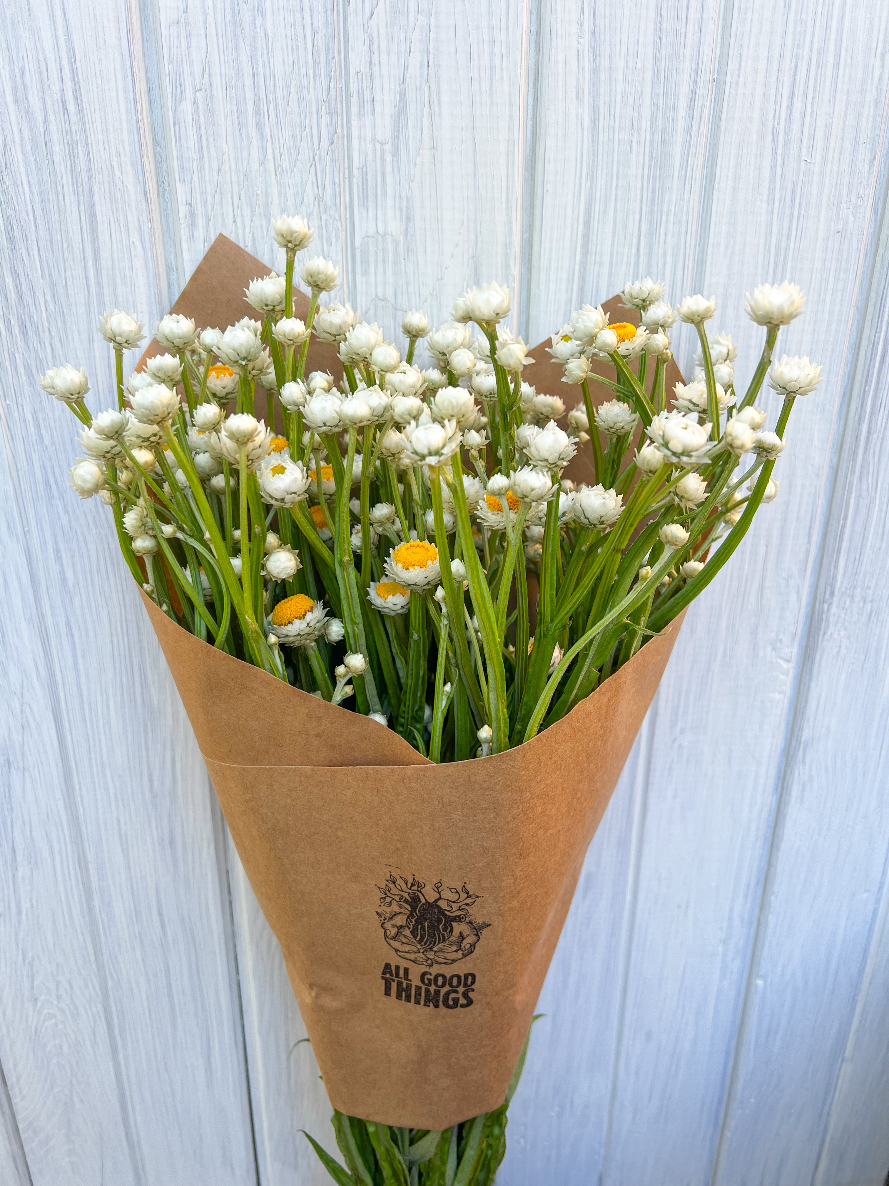 AMMOBIUM alatum