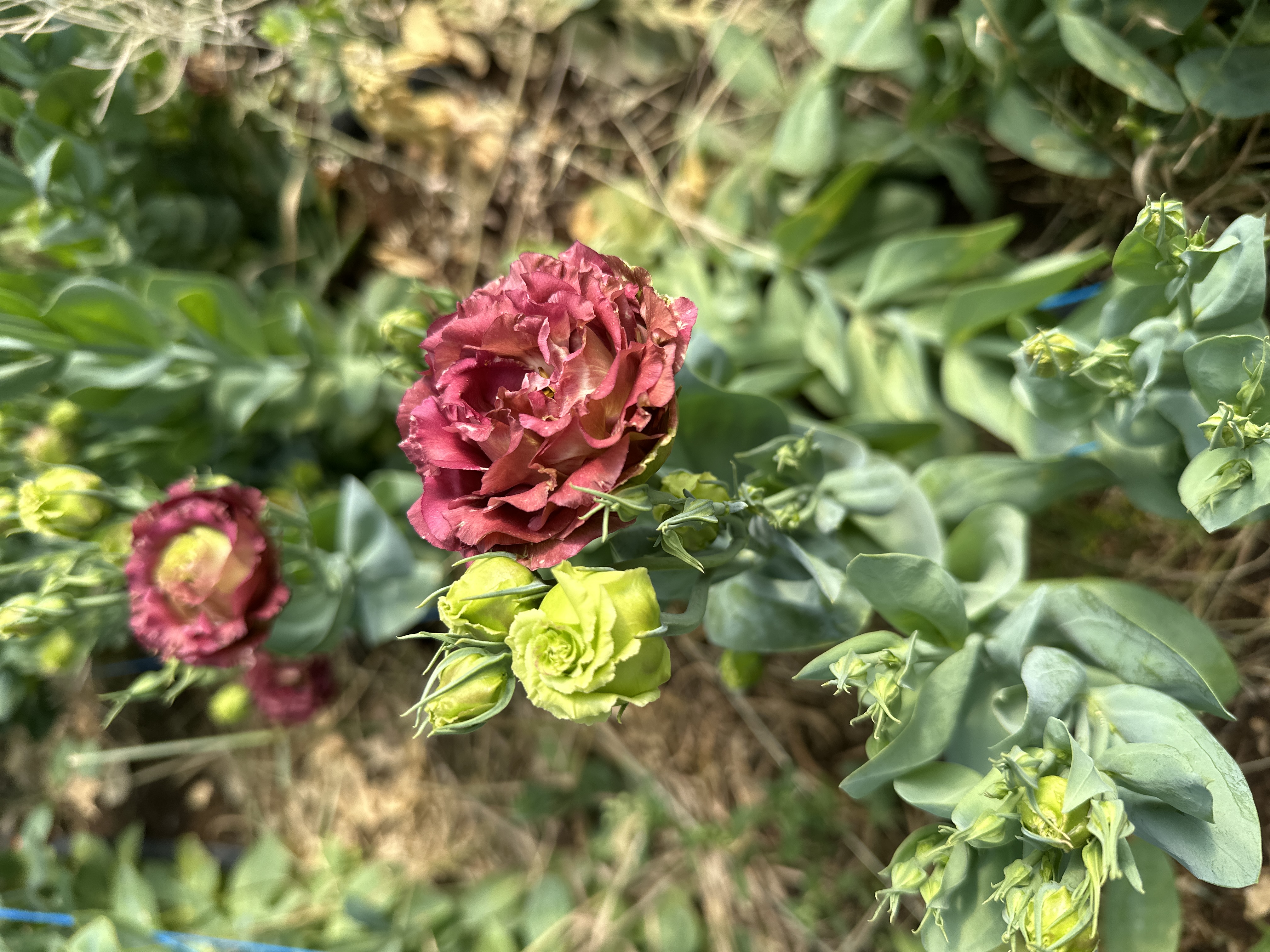 EUSTOMA grandiflorum Rosanne Terracotta