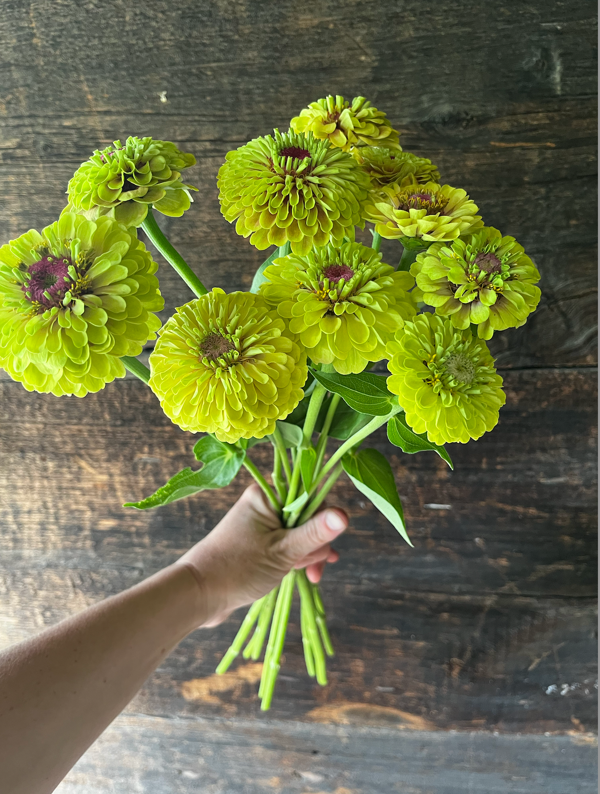 ZINNIA elegans Queen Lime Blush