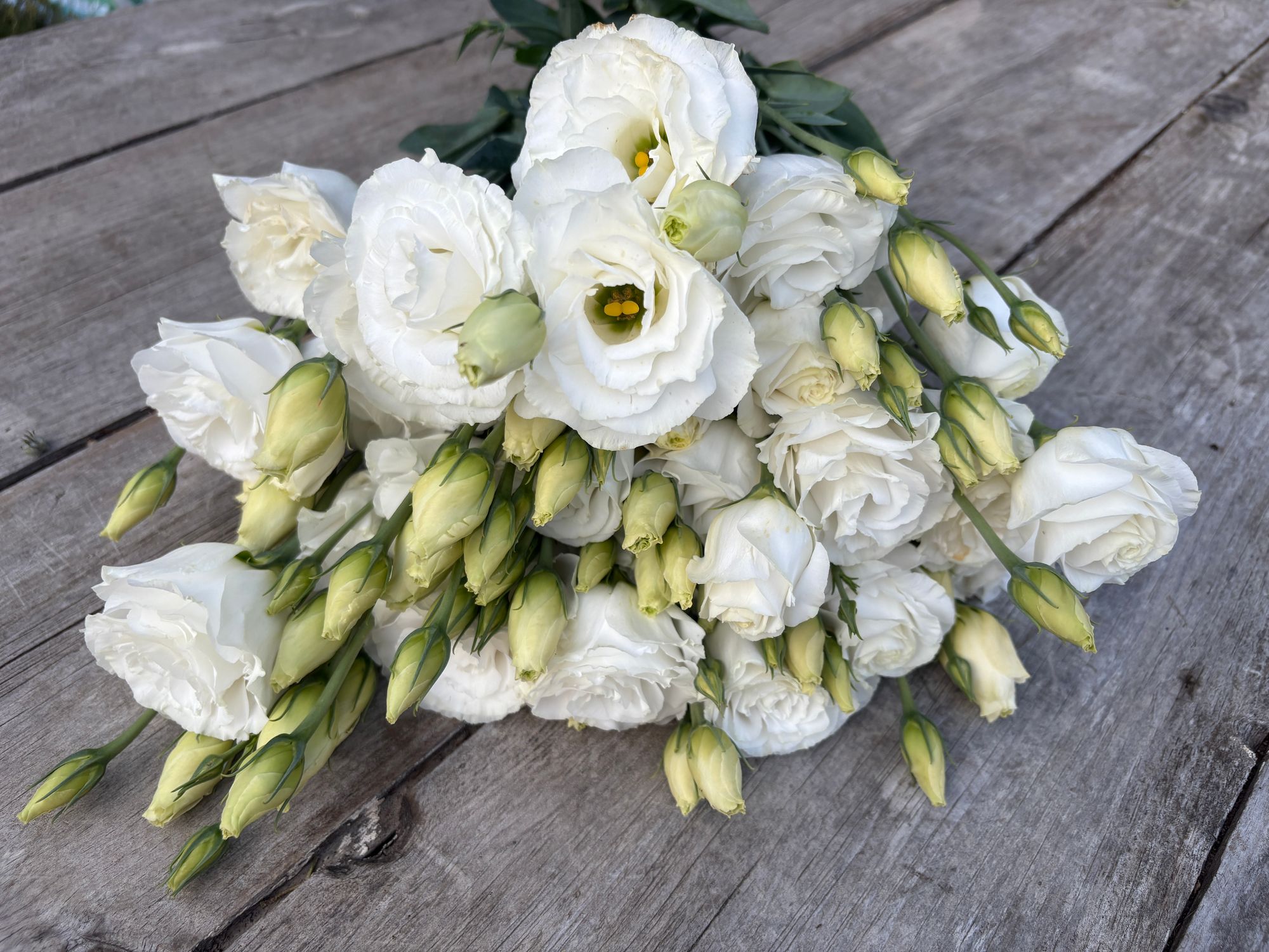 EUSTOMA grandiflorum Croma 3