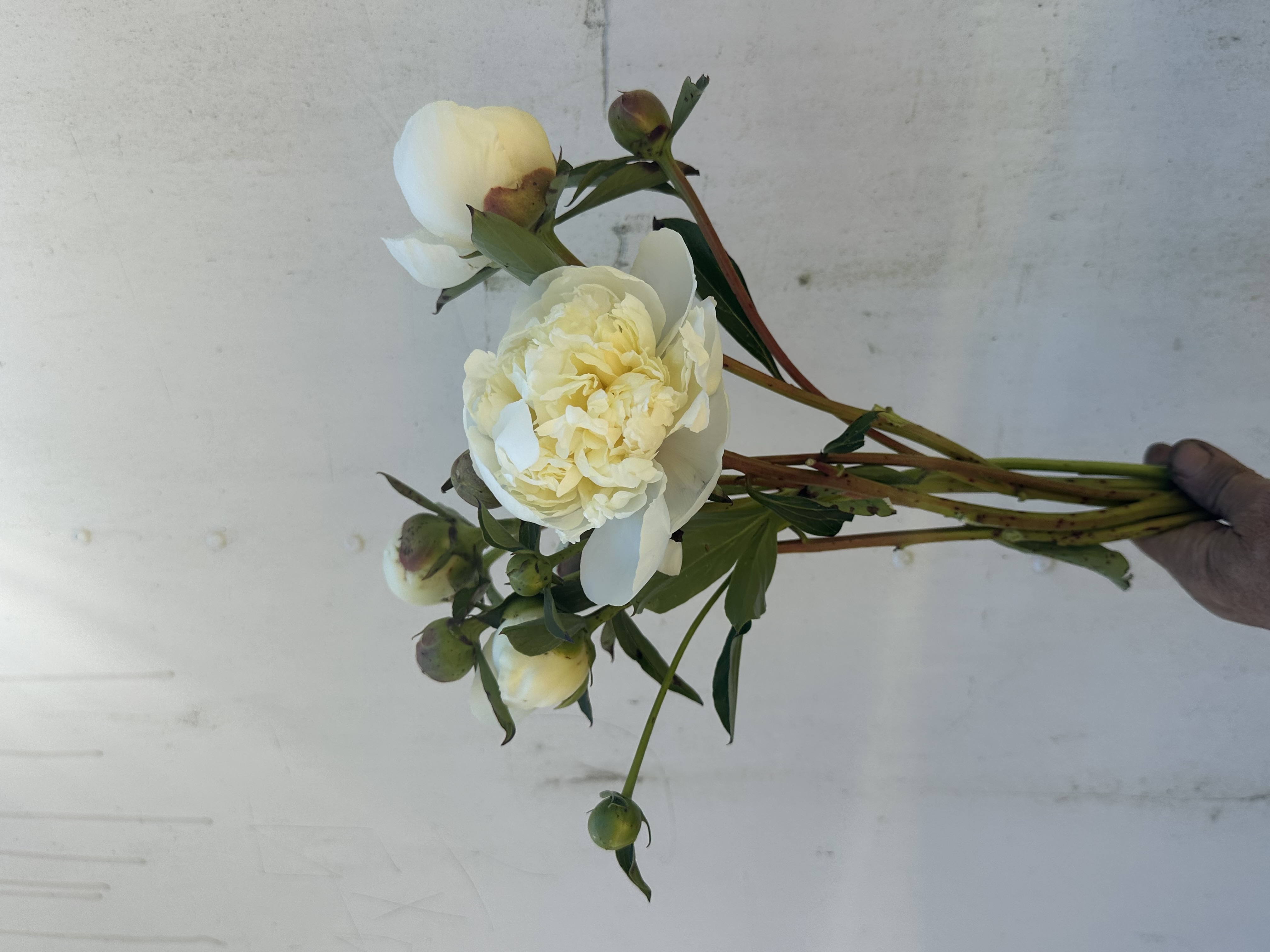 PAEONIA lactiflora Duchesse De Nemours