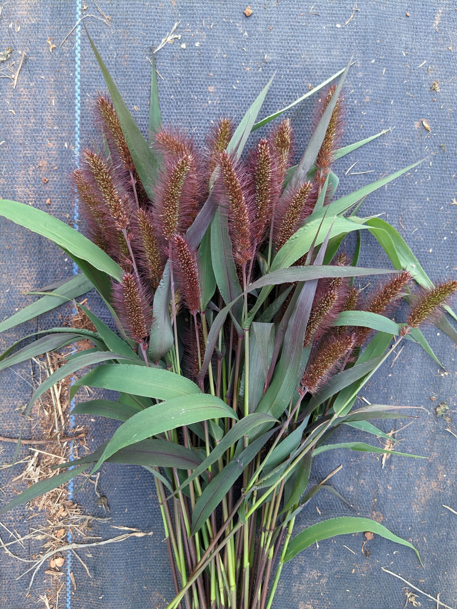 SETARIA italica Red Jewel
