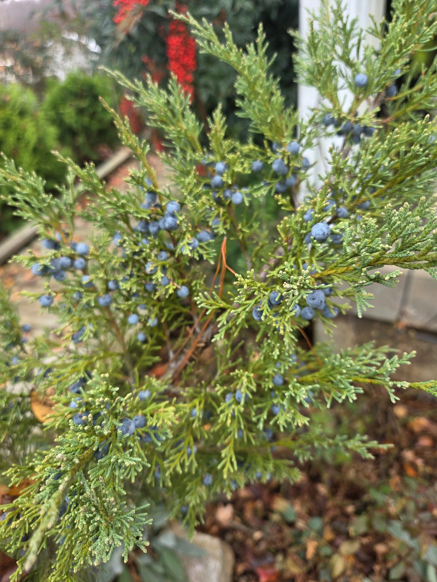 JUNIPERUS communis